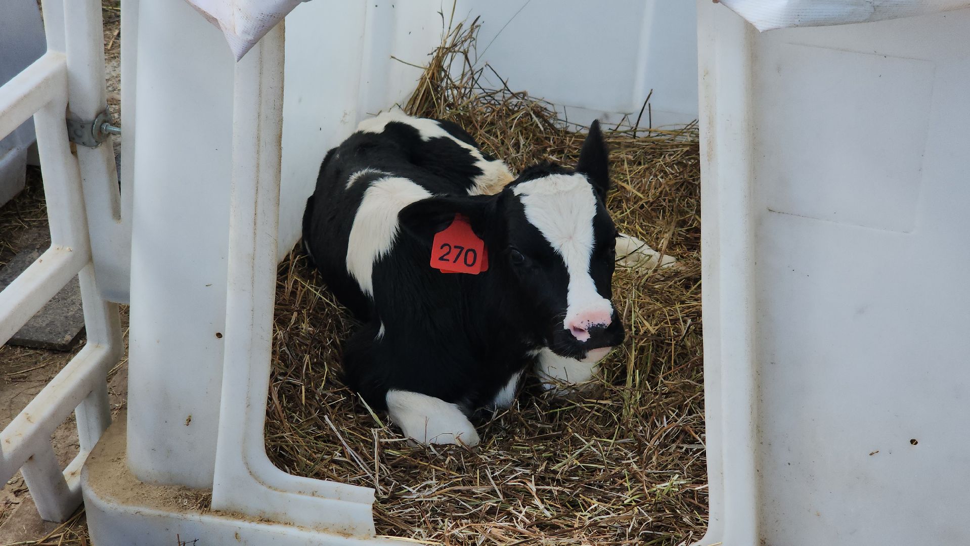 ферма, ферма цветковых, расширение производства, щёлково,