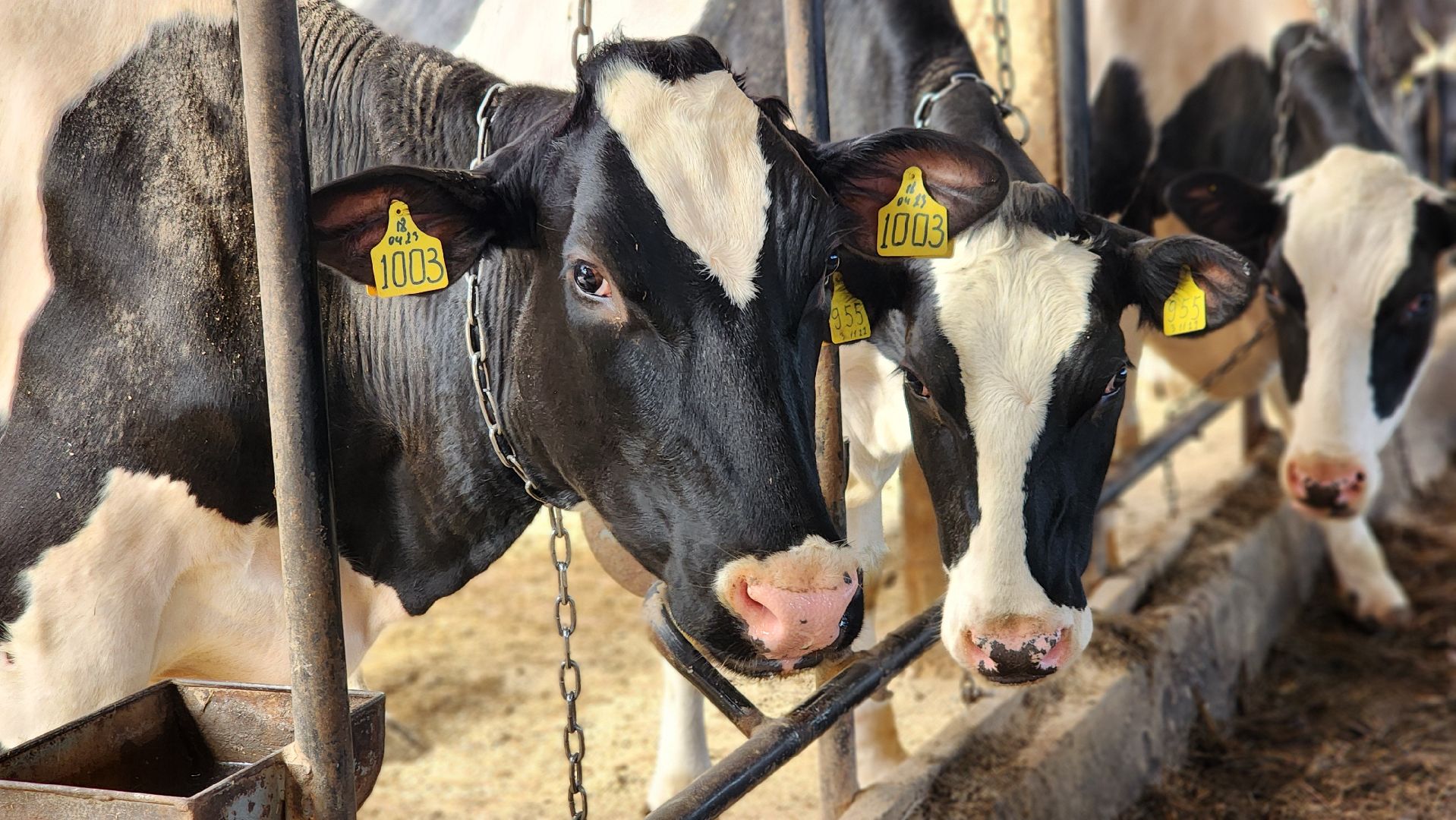 ферма, ферма цветковых, расширение производства, щёлково,