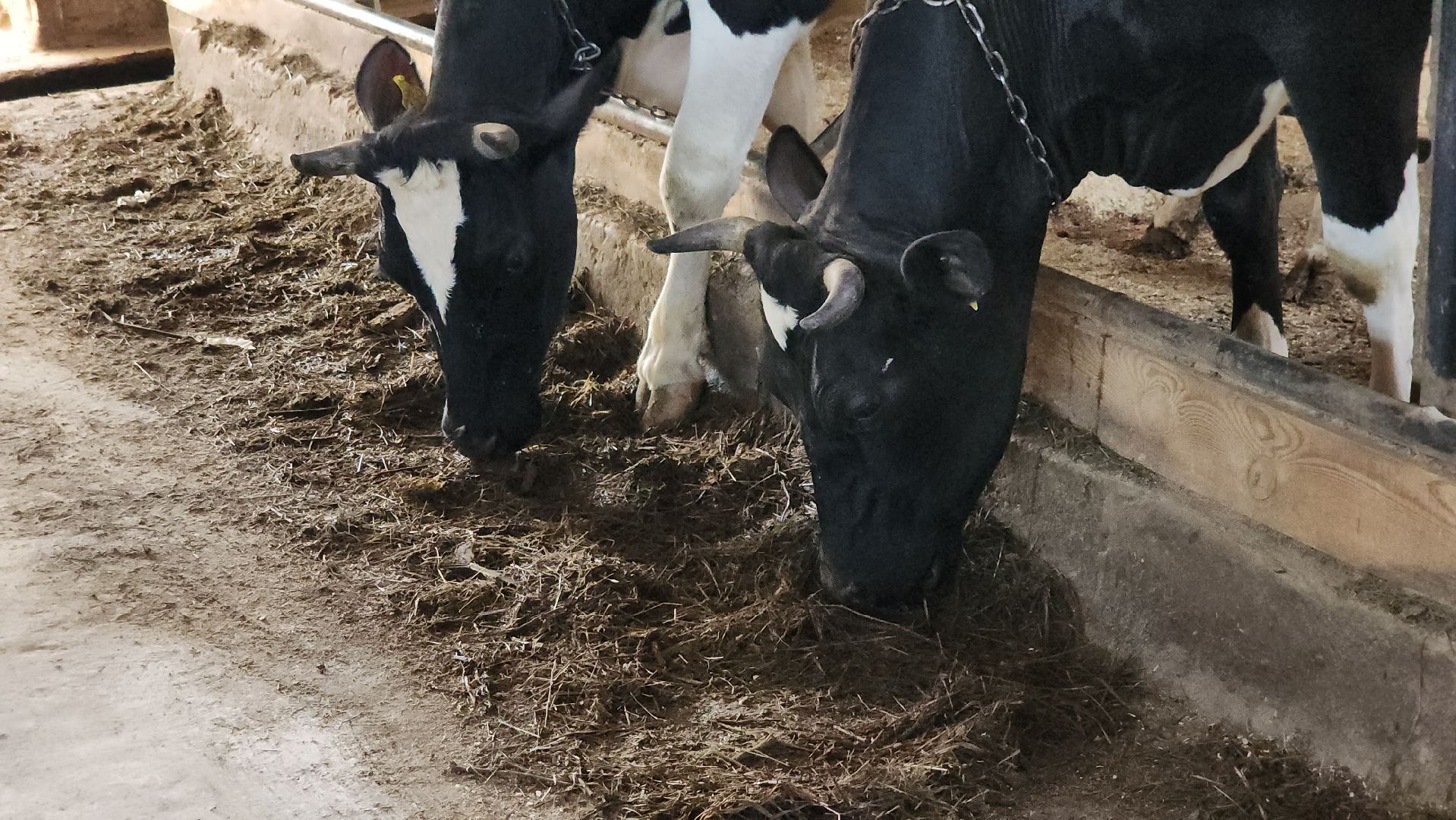 ферма, ферма цветковых, расширение производства, щёлково,