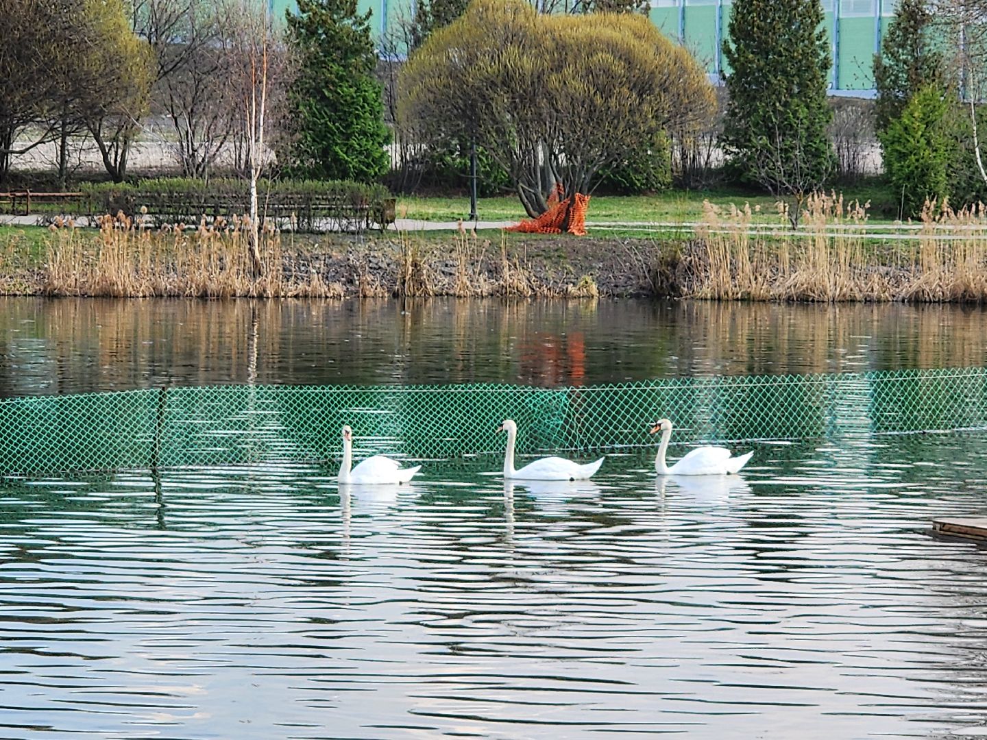 мытищи, лебеди,