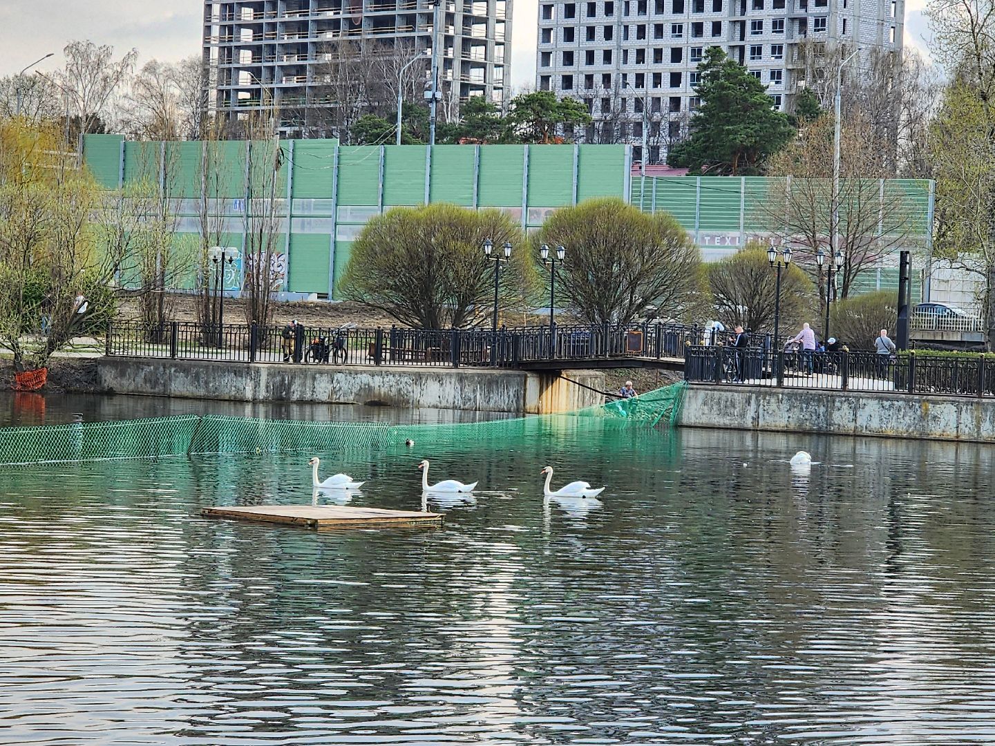 мытищи, лебеди,