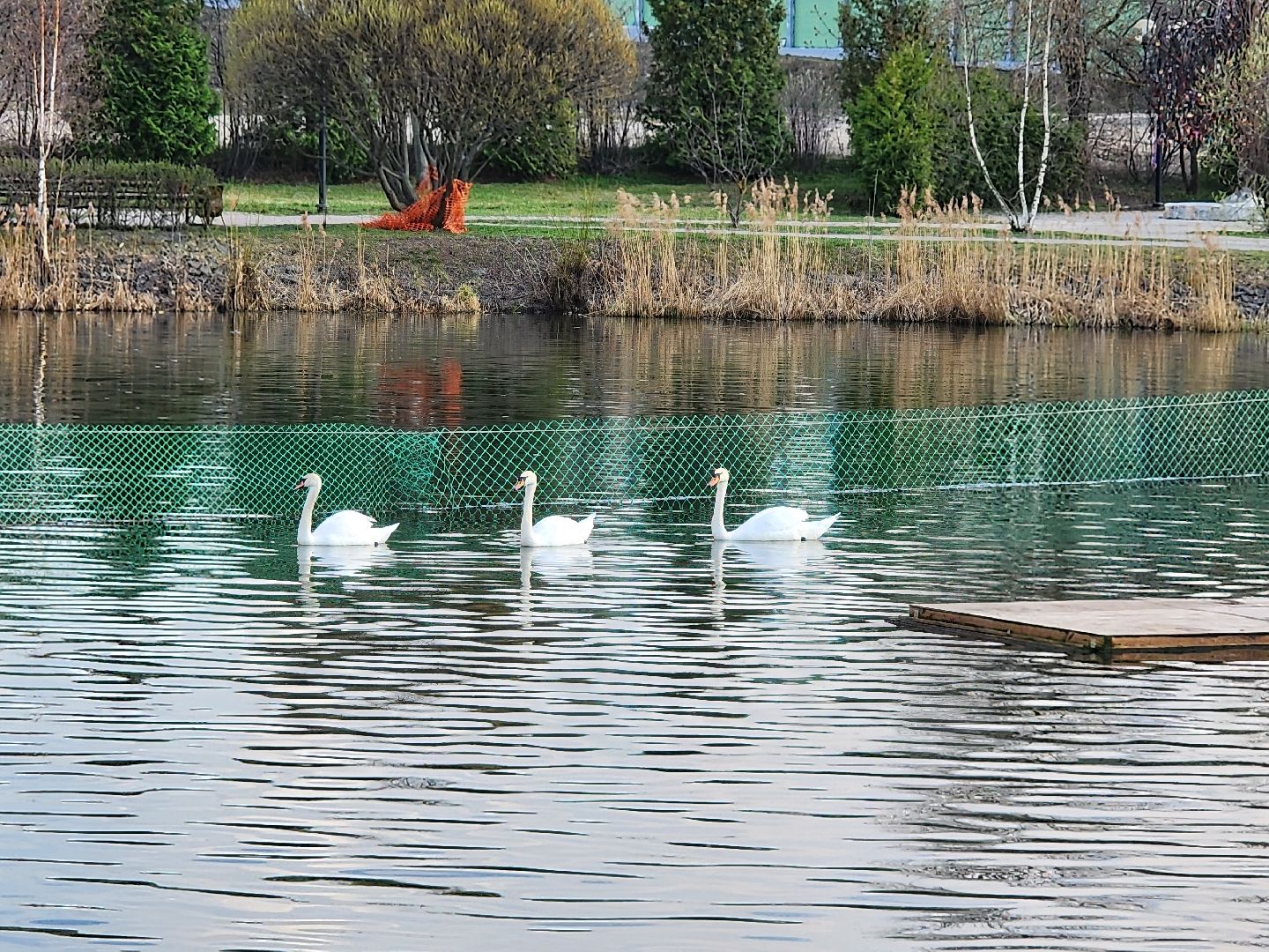 мытищи, лебеди,