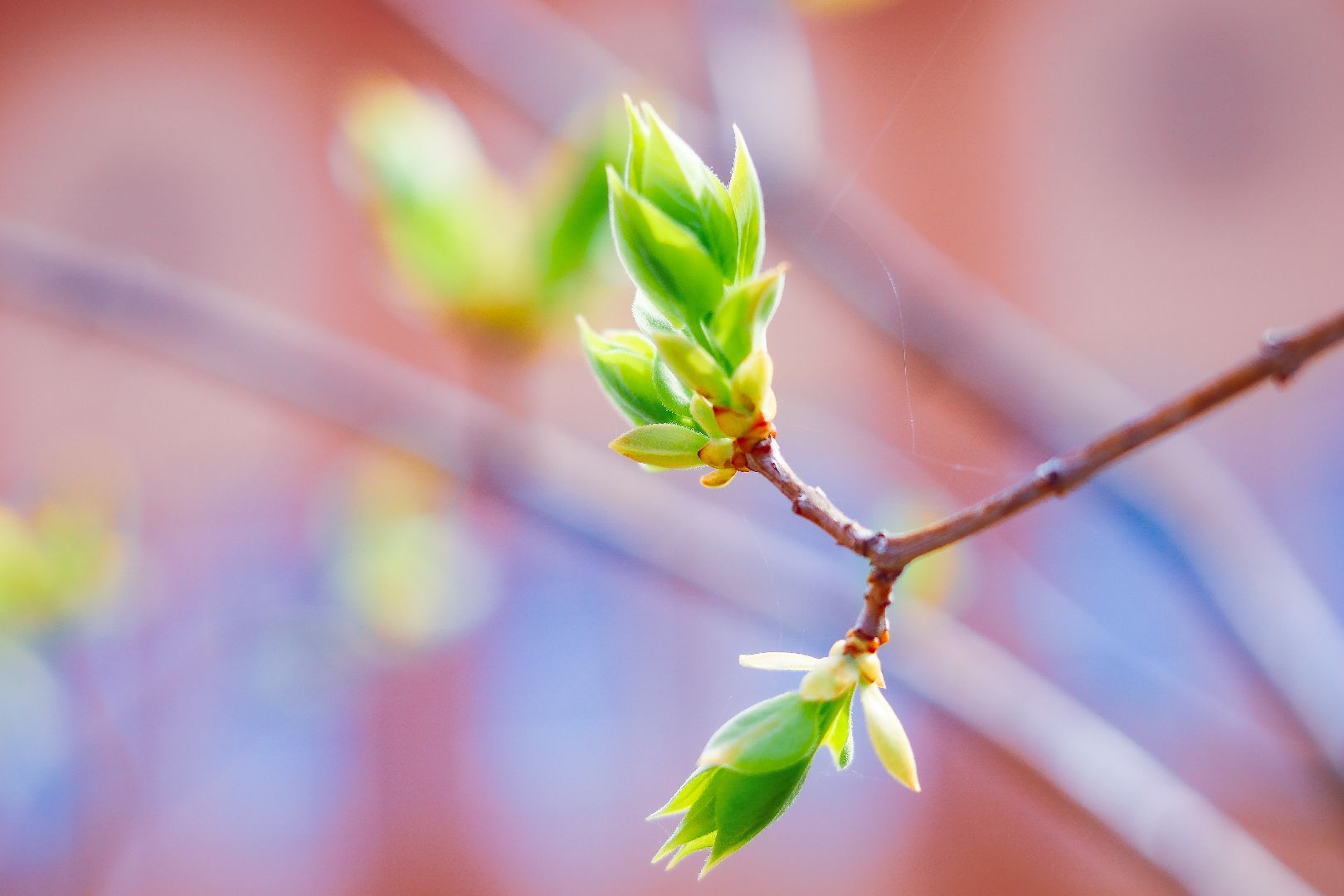 клин, общество, субботник, экономика, благоустройство,