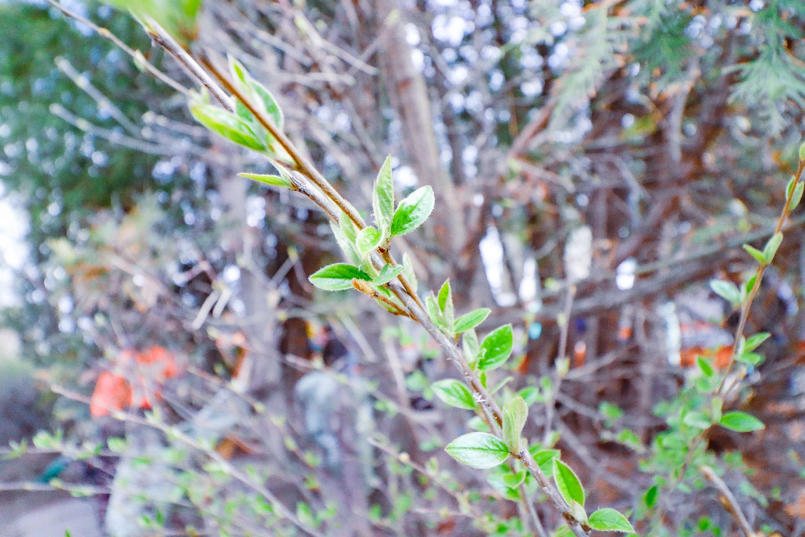 клин, общество, субботник, экономика, благоустройство,