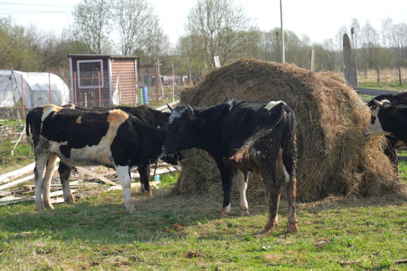полиция , ветеринары , закон, животные, сергиево-посадский городской округ,