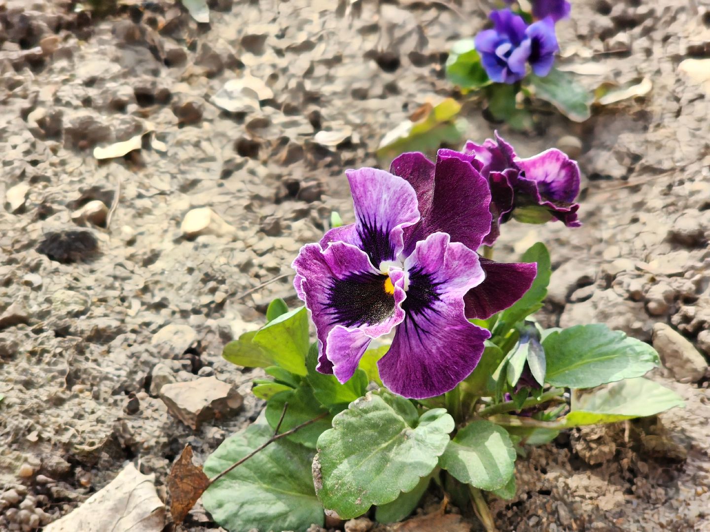 пущино , серпухов, благоустройство, цветники,