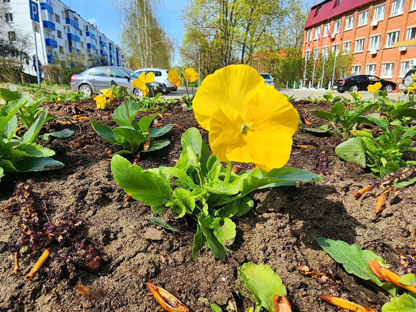пущино , серпухов, благоустройство, цветники,