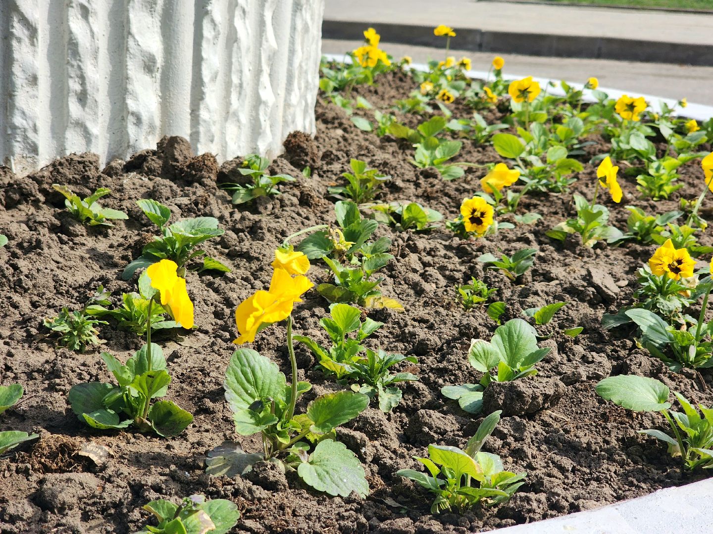 пущино , серпухов, благоустройство, цветники,