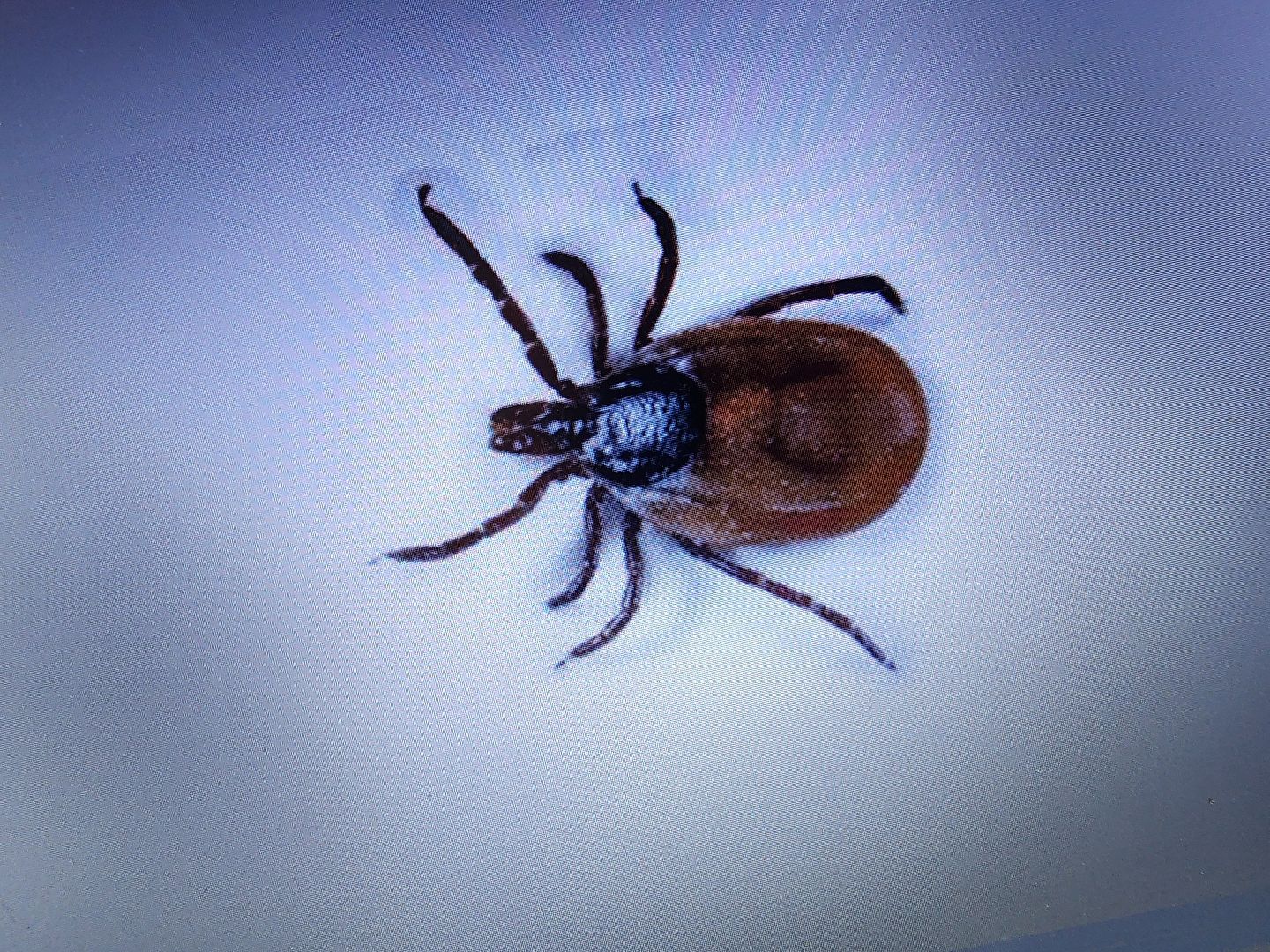 фрязино, клещи, боррелиоз, эпидемиолог,