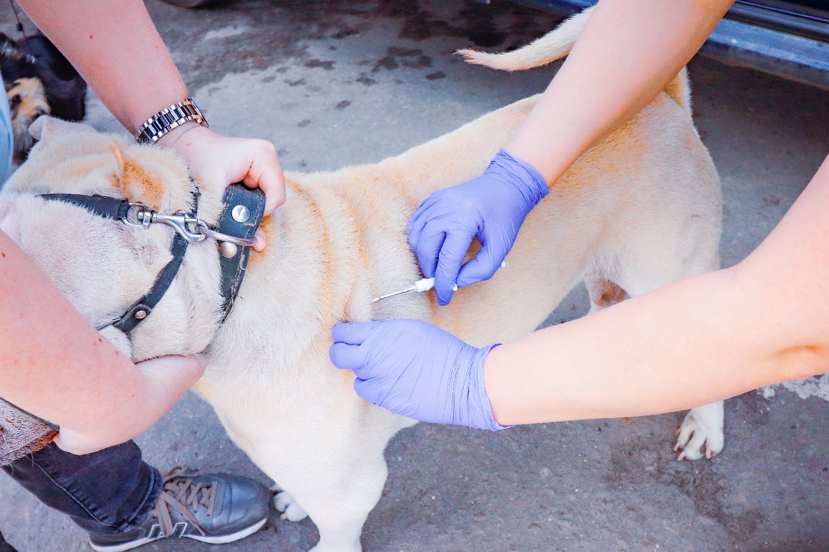 клин, общество, вакцинация животных, медицина,