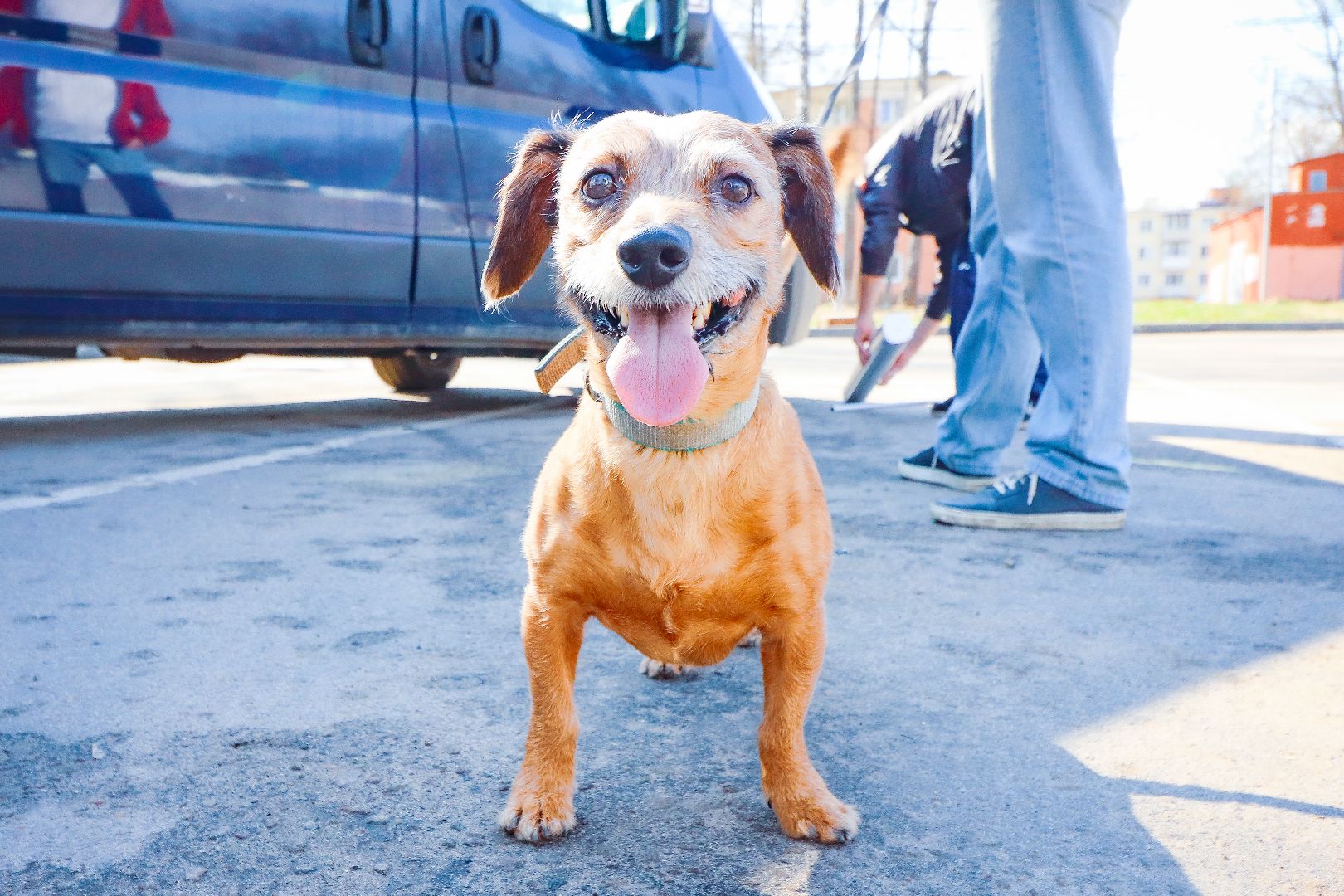 клин, общество, вакцинация животных, медицина,