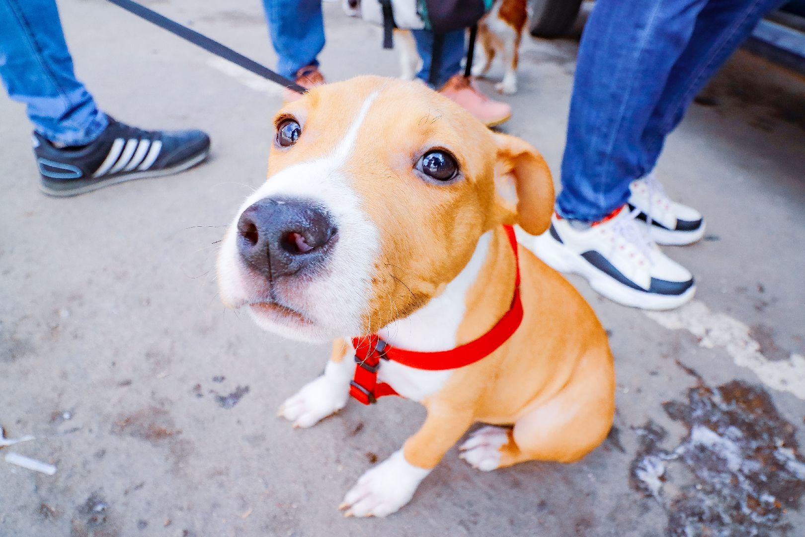 клин, общество, вакцинация животных, медицина,