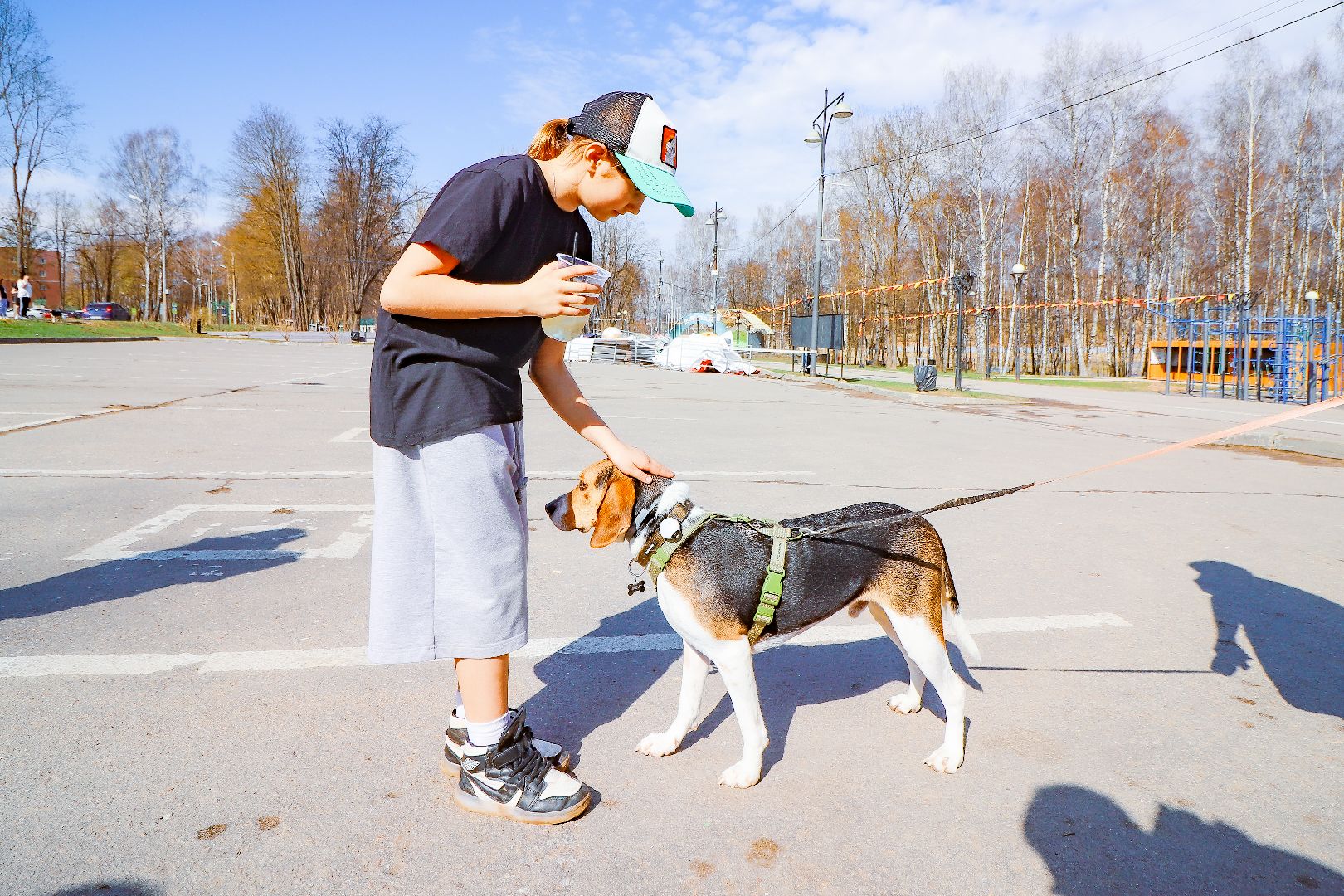 клин, общество, вакцинация животных, медицина,