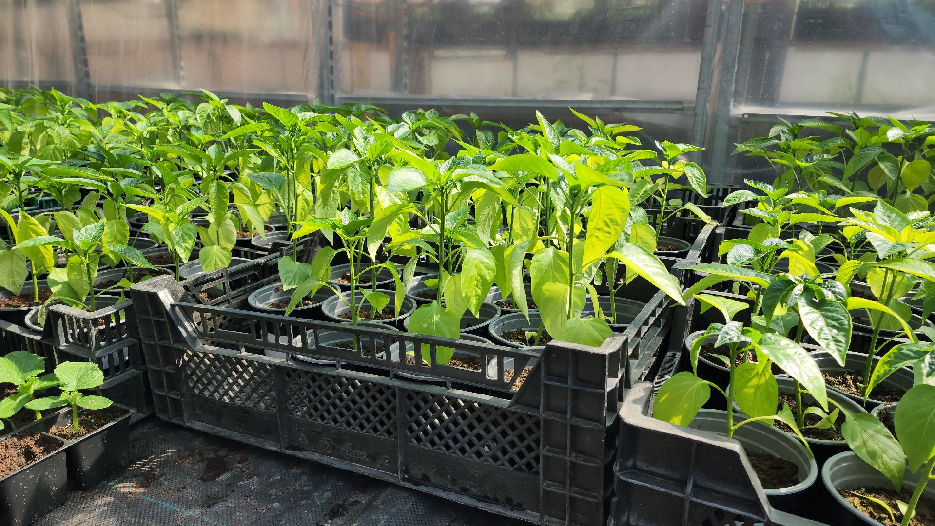 Дачный сезон, Рассада, Лобня, питомник растений,