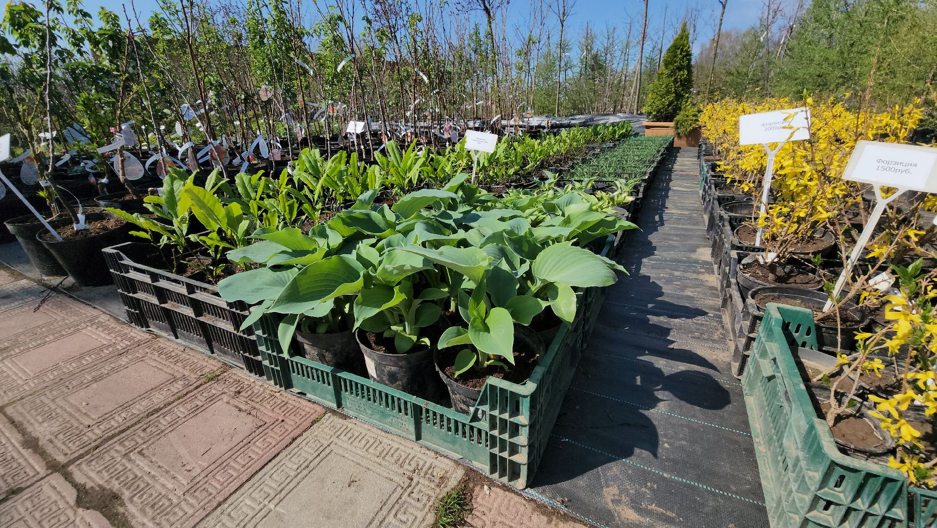 Дачный сезон, Рассада, Лобня, питомник растений,