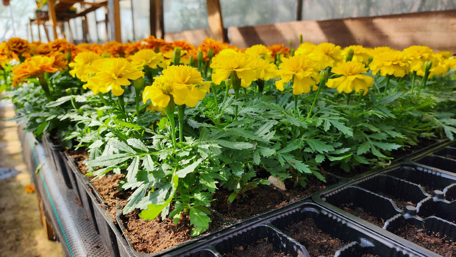 Дачный сезон, Рассада, Лобня, питомник растений,