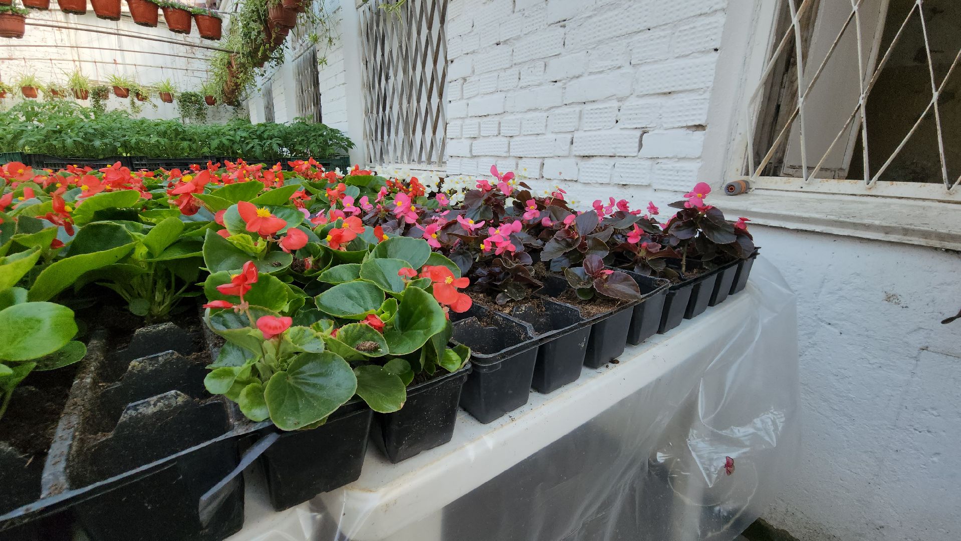 Дачный сезон, Рассада, Лобня, питомник растений,