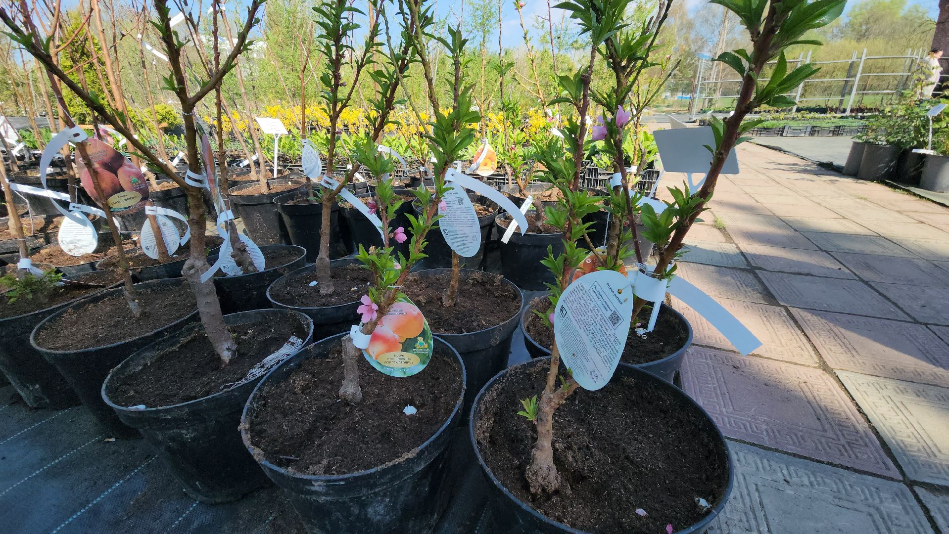 Дачный сезон, Рассада, Лобня, питомник растений,