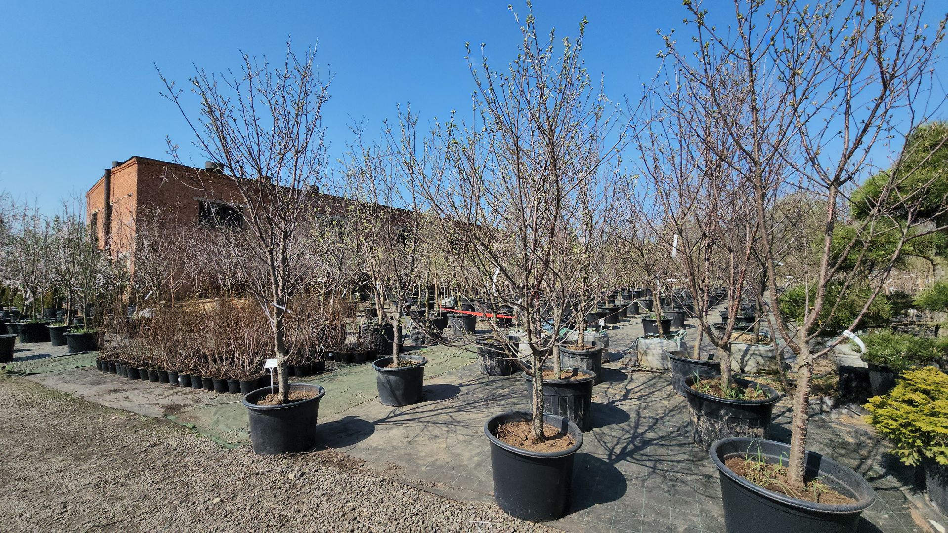 Дачный сезон, Рассада, Лобня, питомник растений,