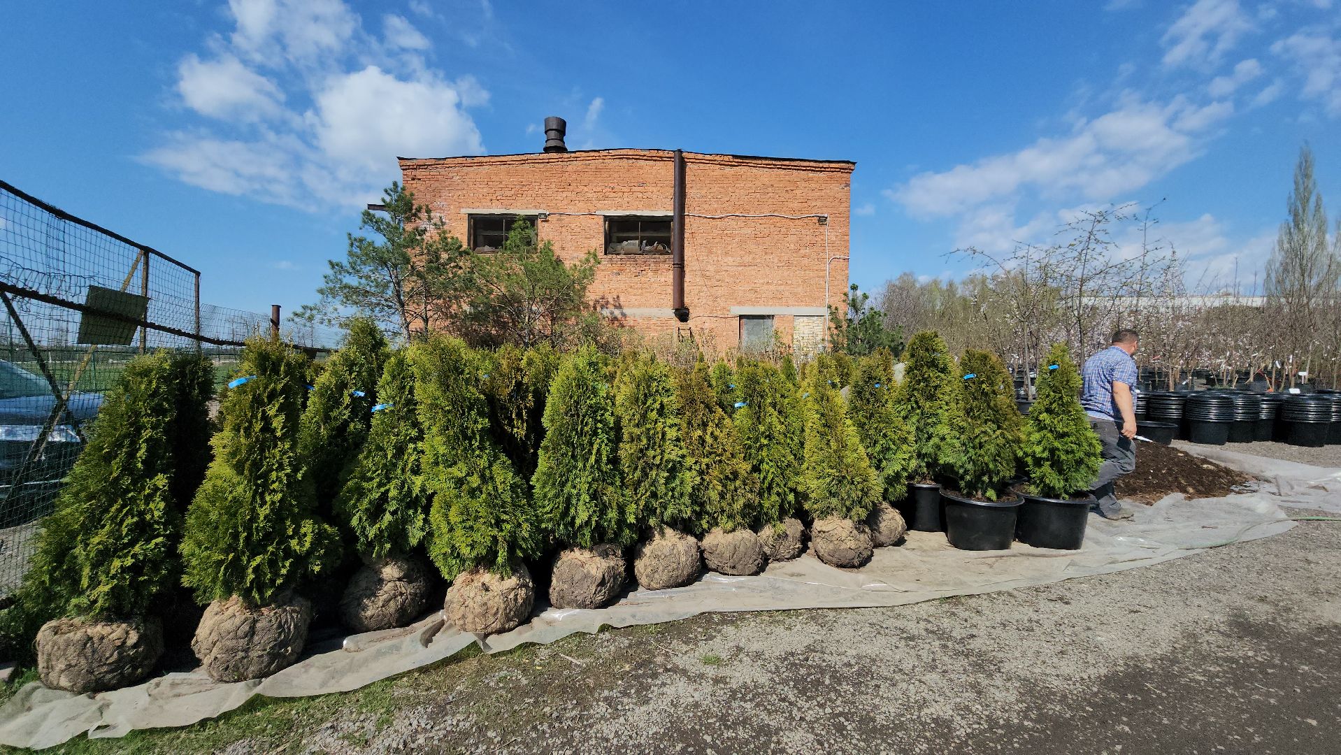 Дачный сезон, Рассада, Лобня, питомник растений,