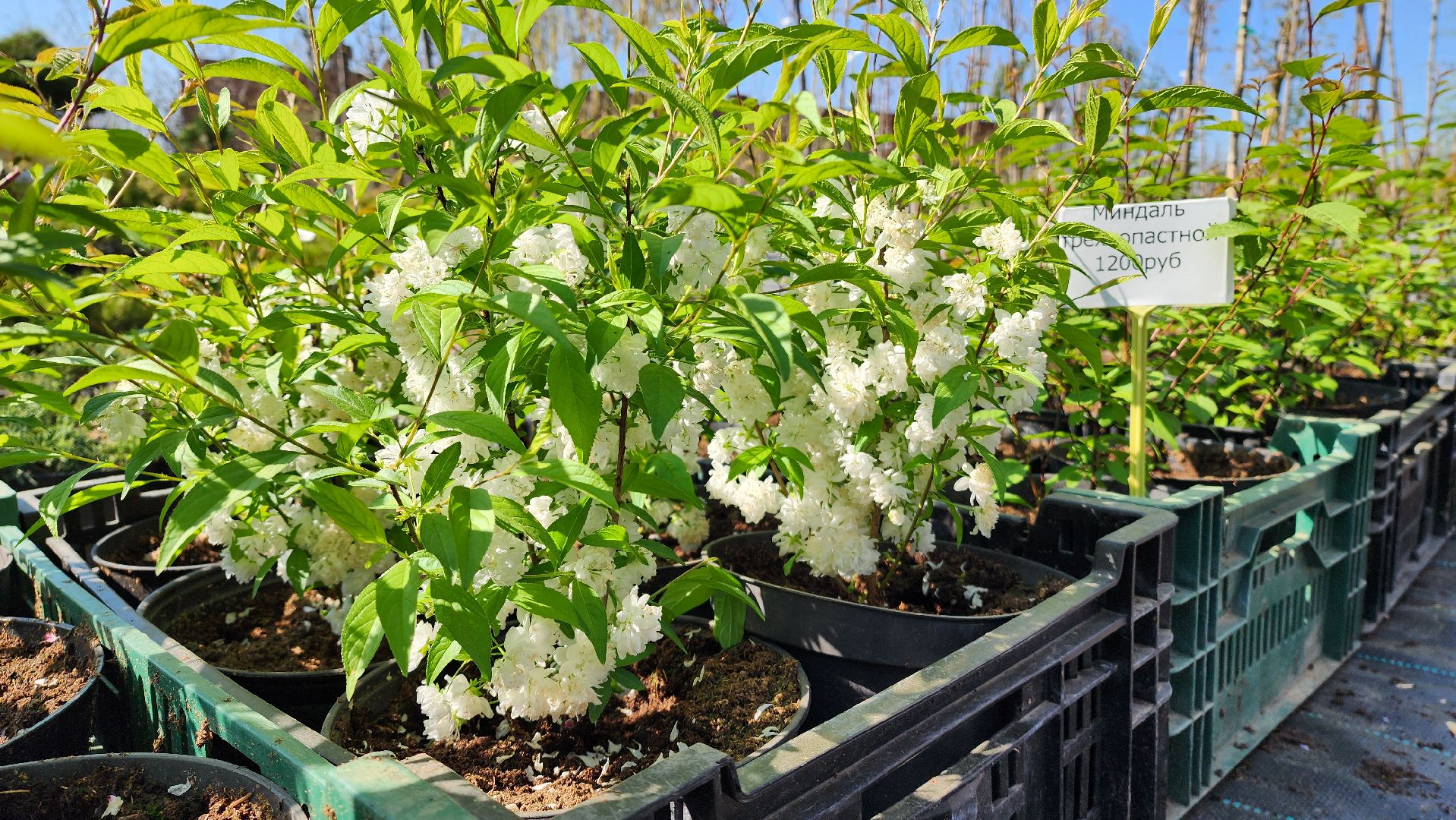 Дачный сезон, Рассада, Лобня, питомник растений,