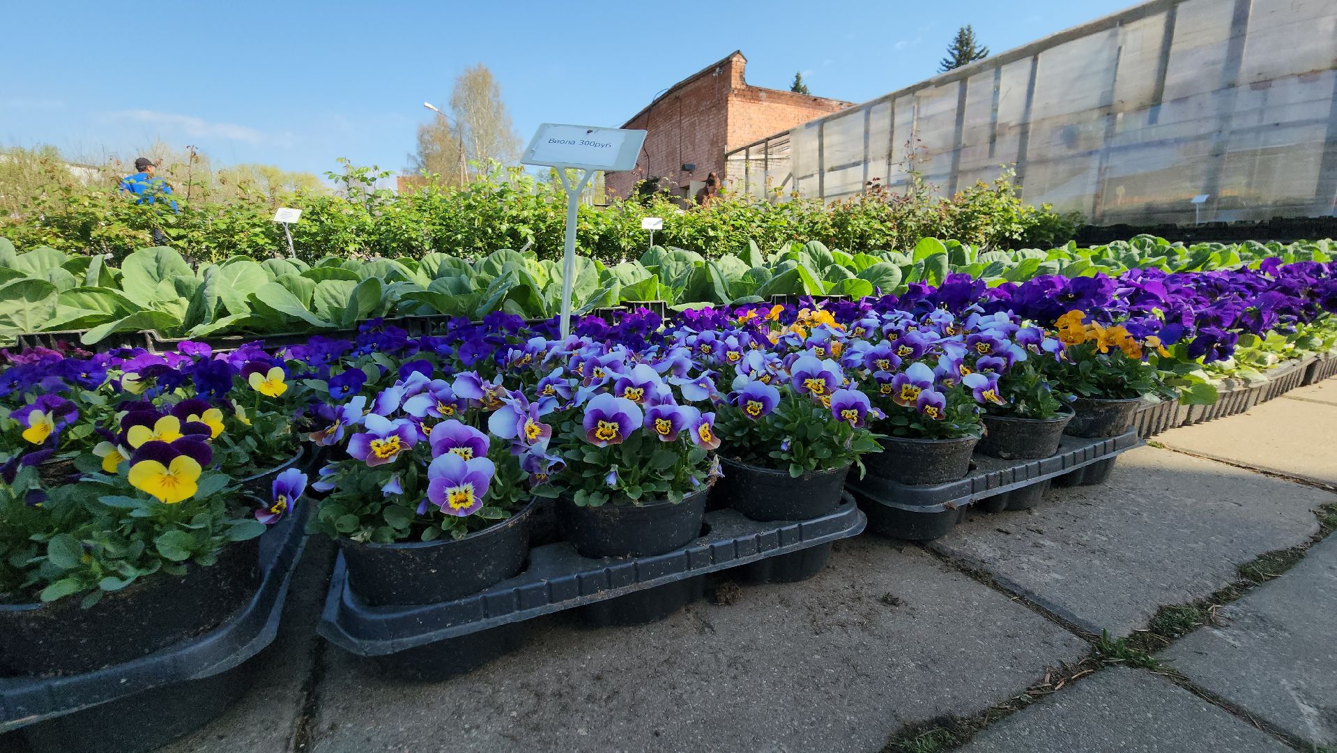 Дачный сезон, Рассада, Лобня, питомник растений,