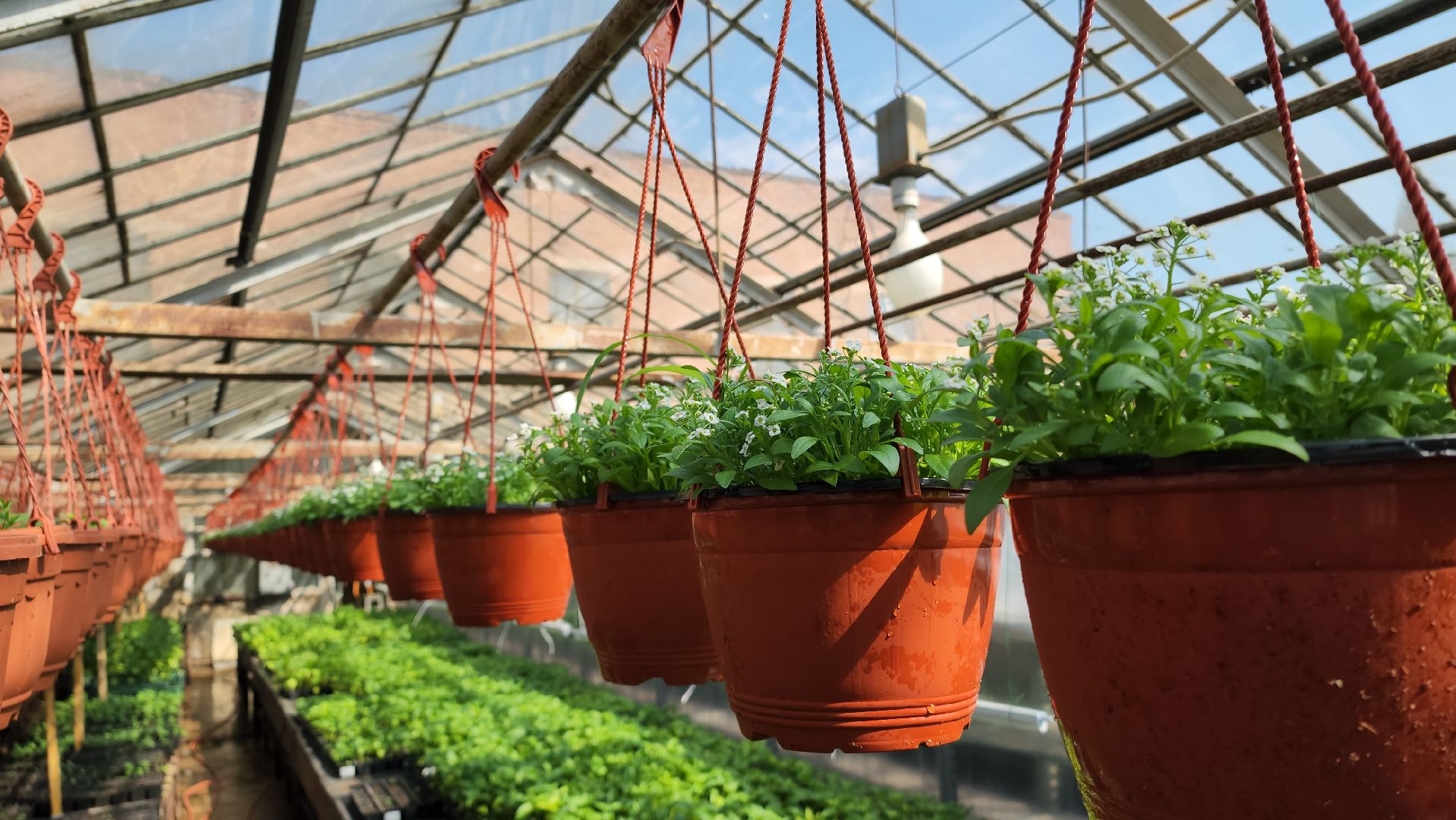 Дачный сезон, Рассада, Лобня, питомник растений,