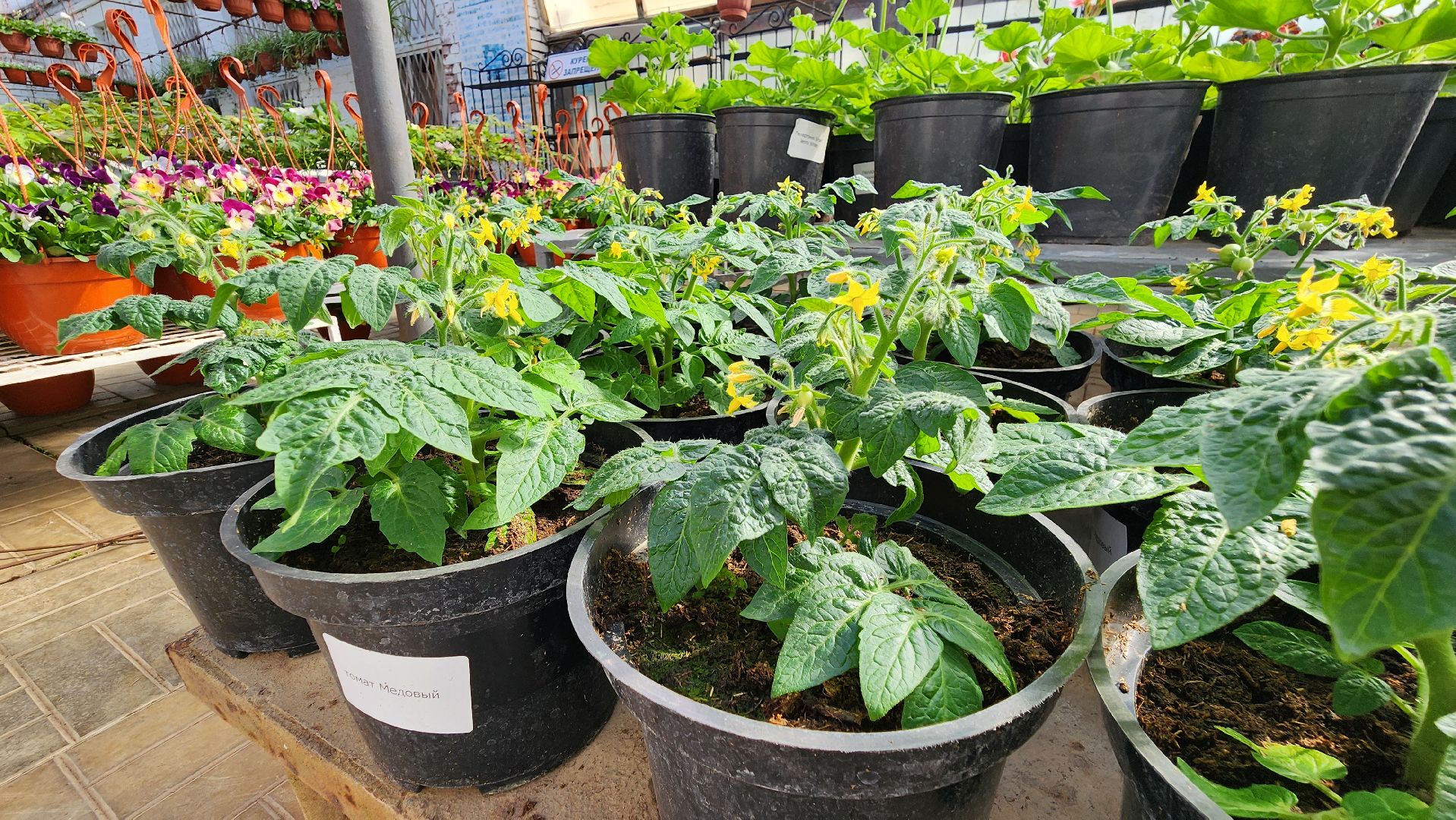 Дачный сезон, Рассада, Лобня, питомник растений,