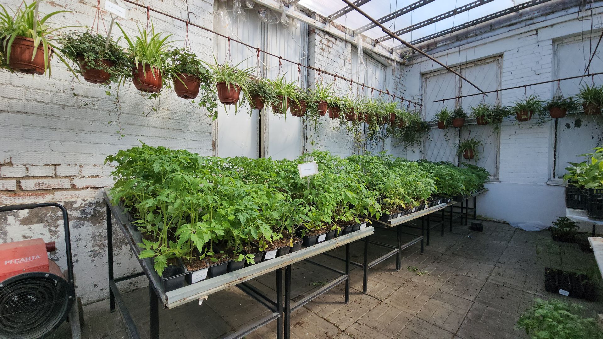 Дачный сезон, Рассада, Лобня, питомник растений,
