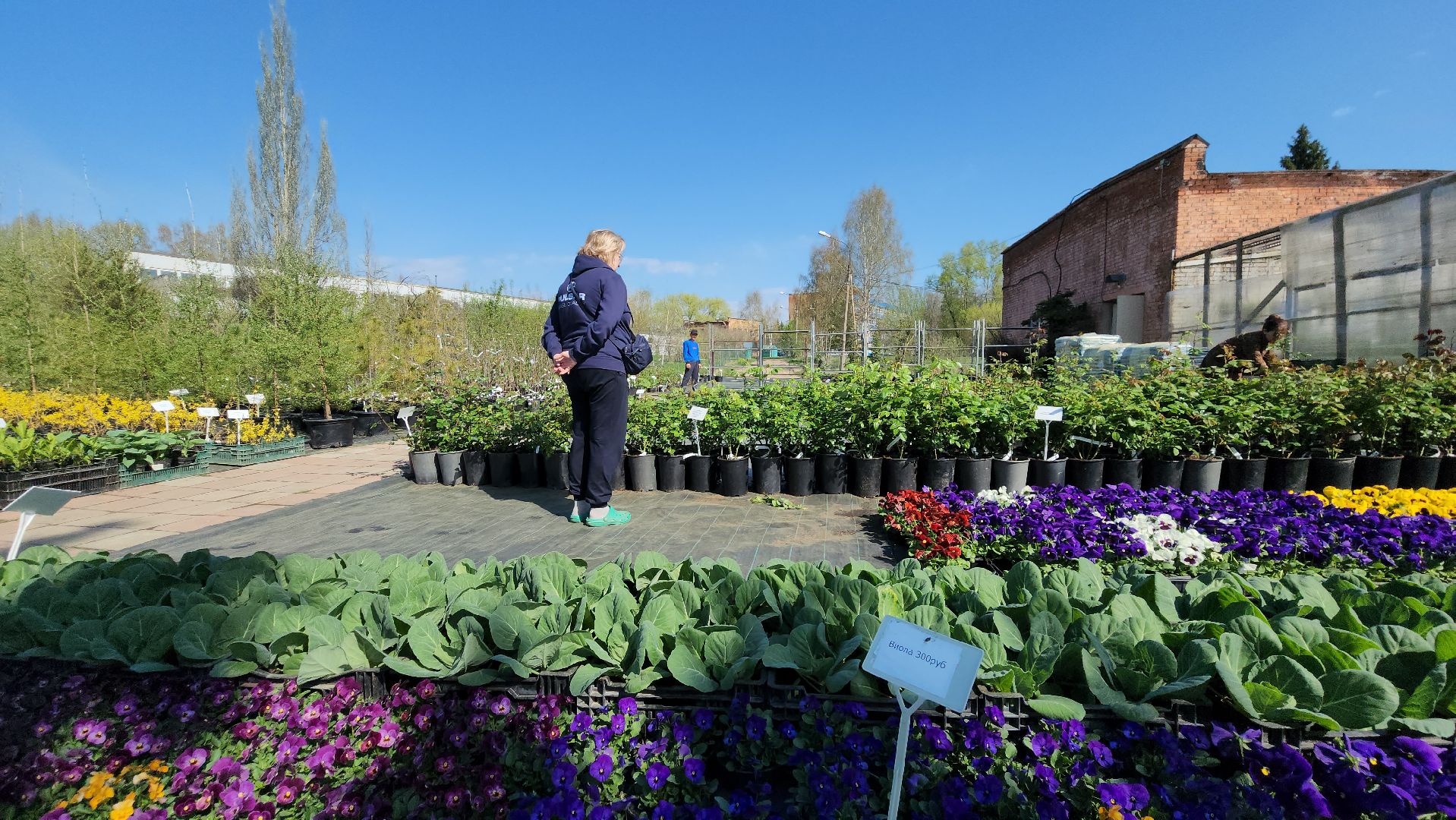 Дачный сезон, Рассада, Лобня, питомник растений,