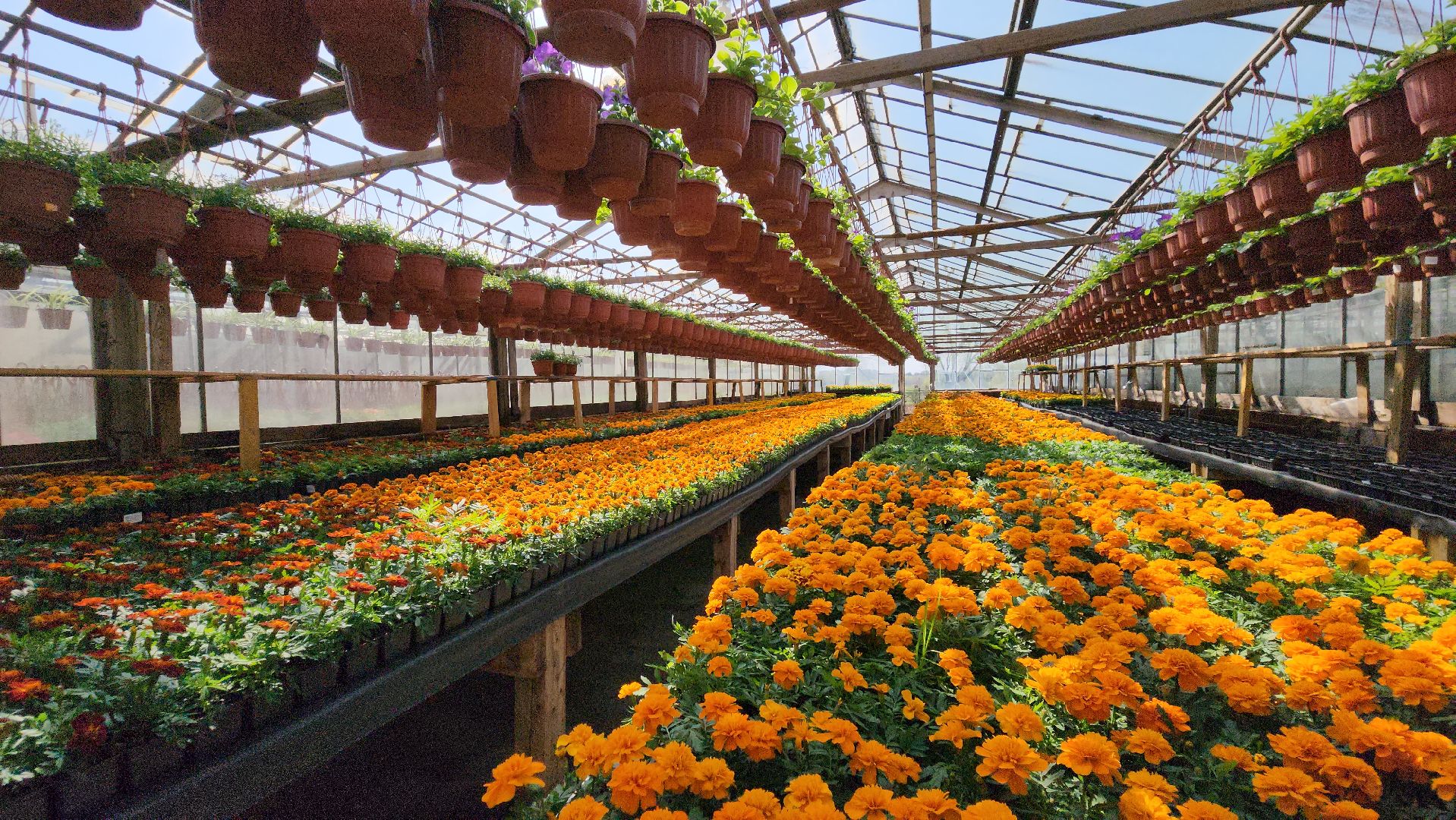 Дачный сезон, Рассада, Лобня, питомник растений,