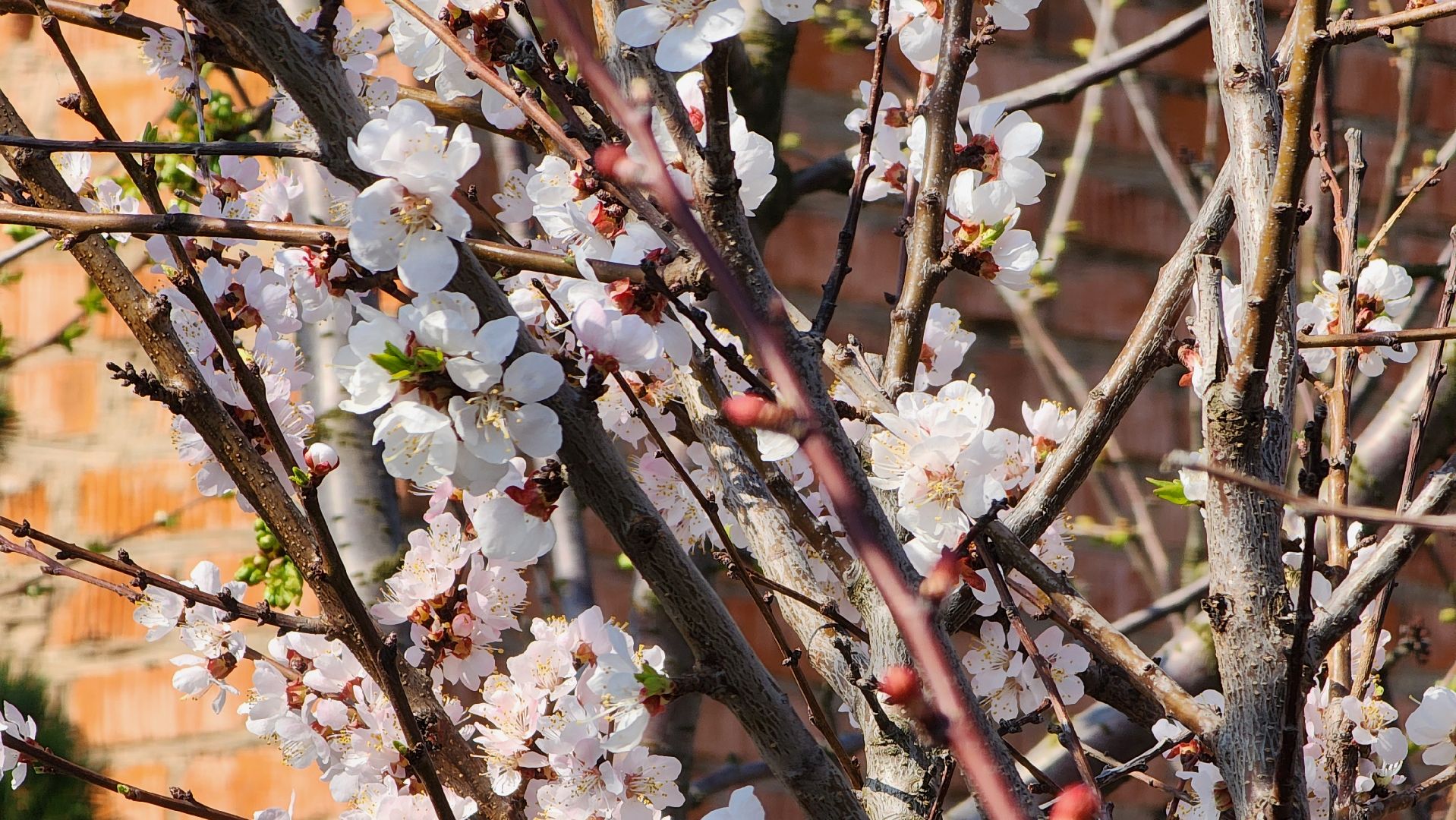 Дачный сезон, Рассада, Лобня, питомник растений,