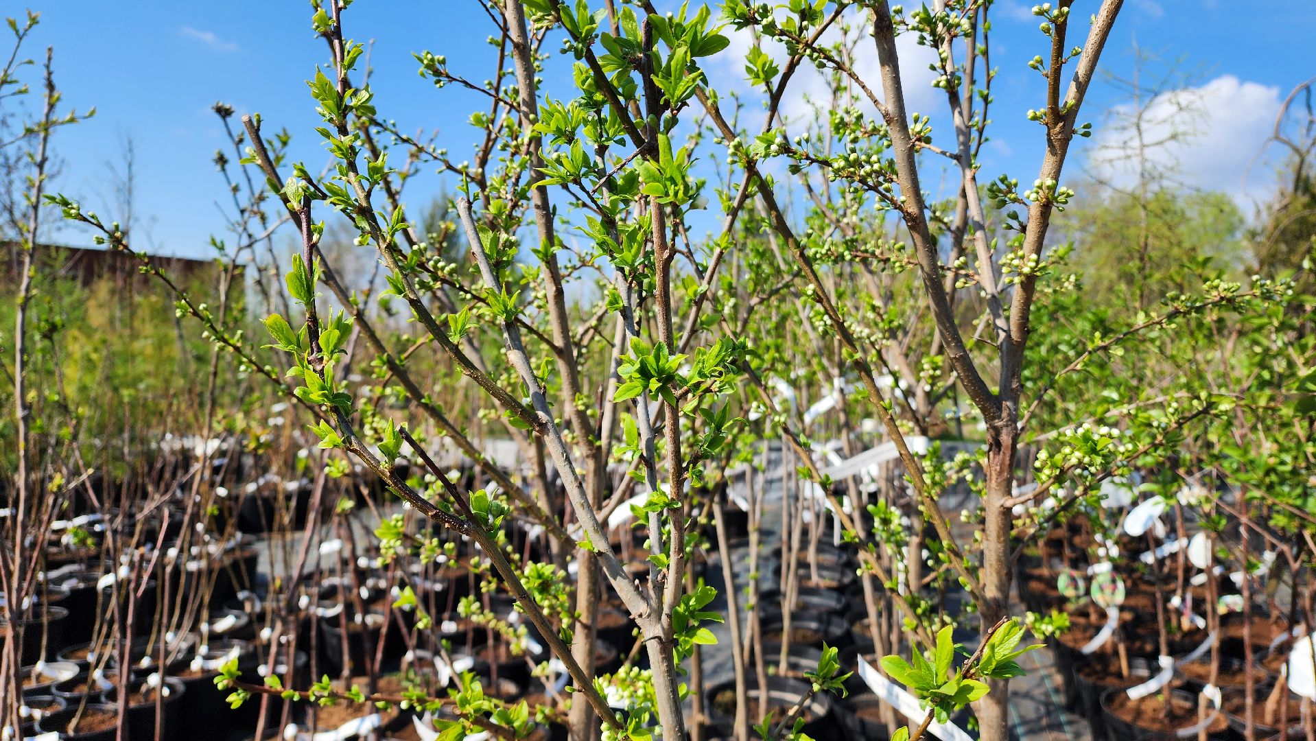 Дачный сезон, Рассада, Лобня, питомник растений,