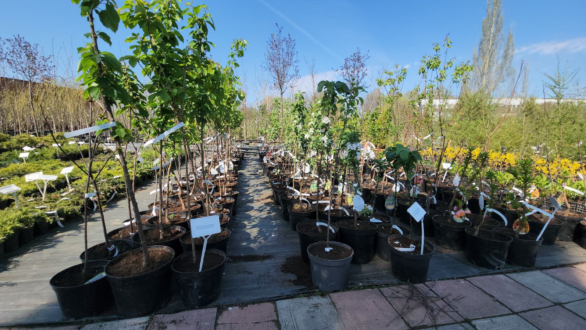 Дачный сезон, Рассада, Лобня, питомник растений,