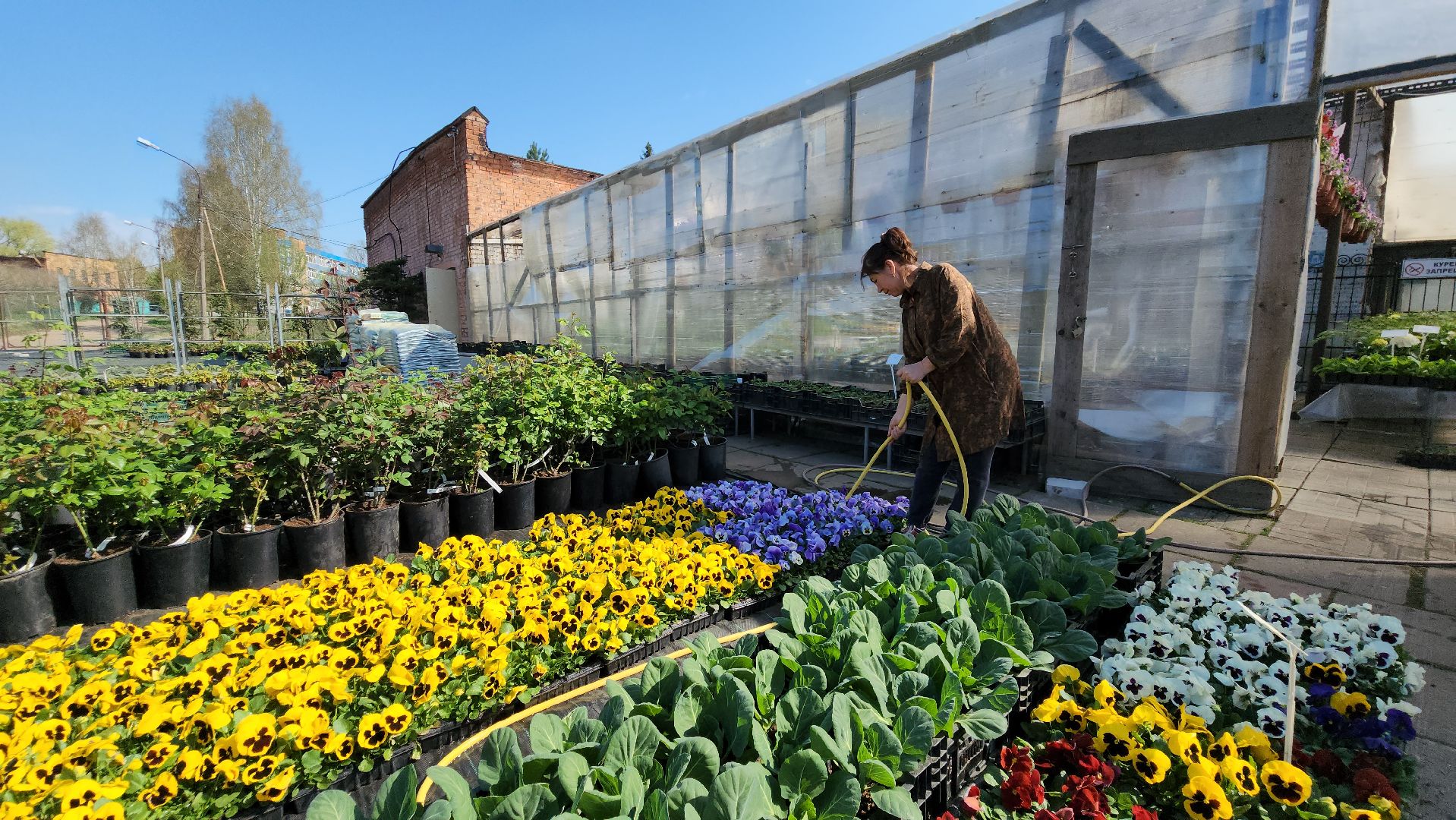 Дачный сезон, Рассада, Лобня, питомник растений,