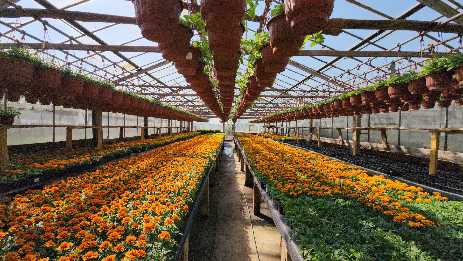 Дачный сезон, Рассада, Лобня, питомник растений,