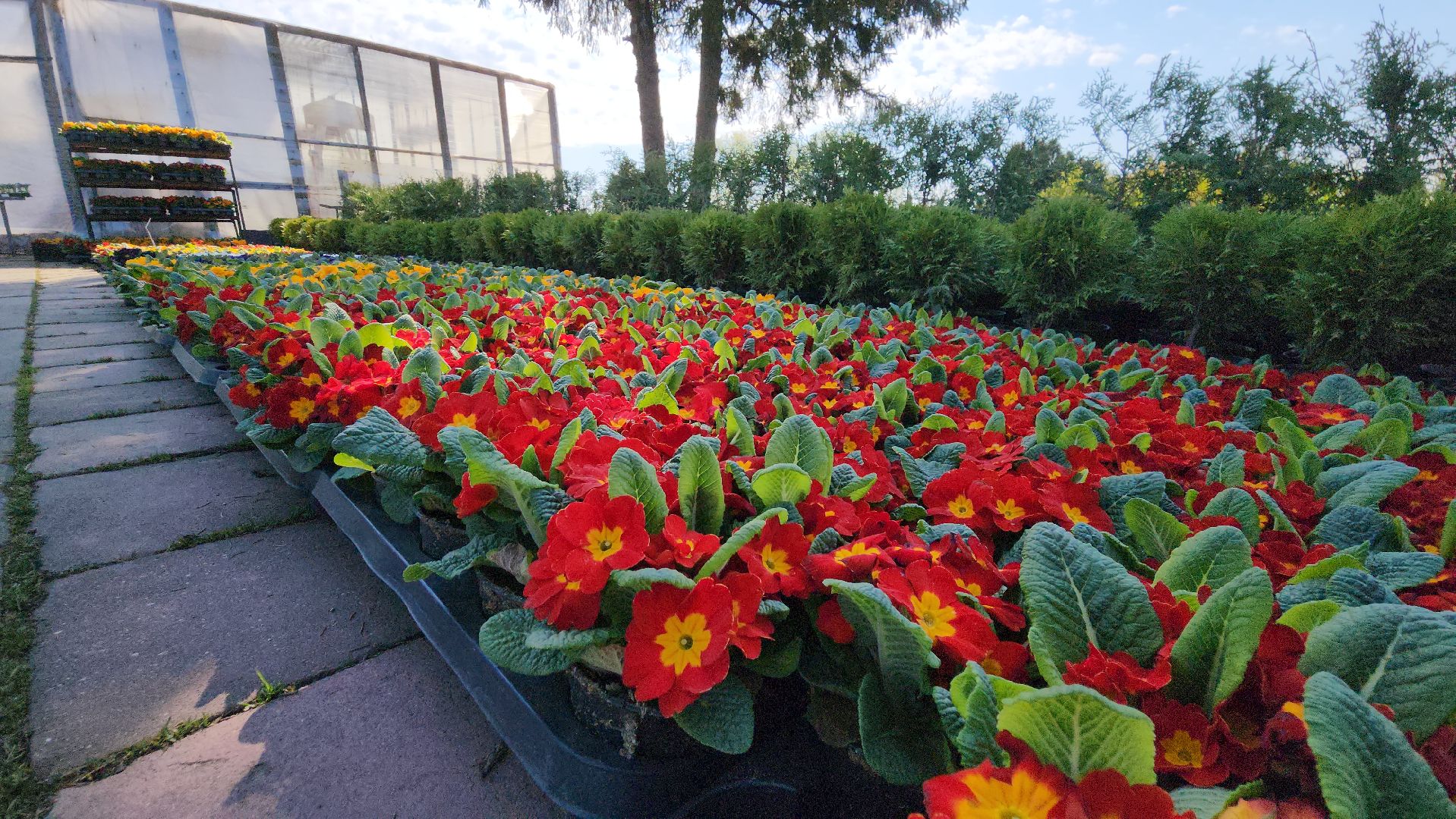 Дачный сезон, Рассада, Лобня, питомник растений,