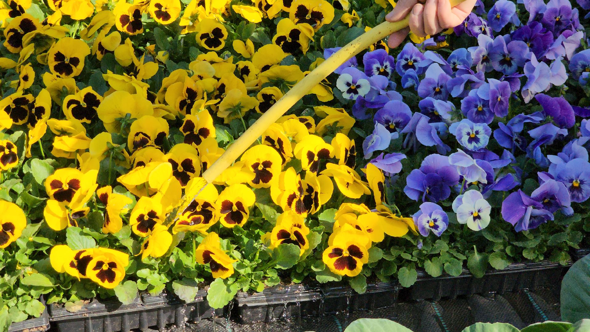 Дачный сезон, Рассада, Лобня, питомник растений,