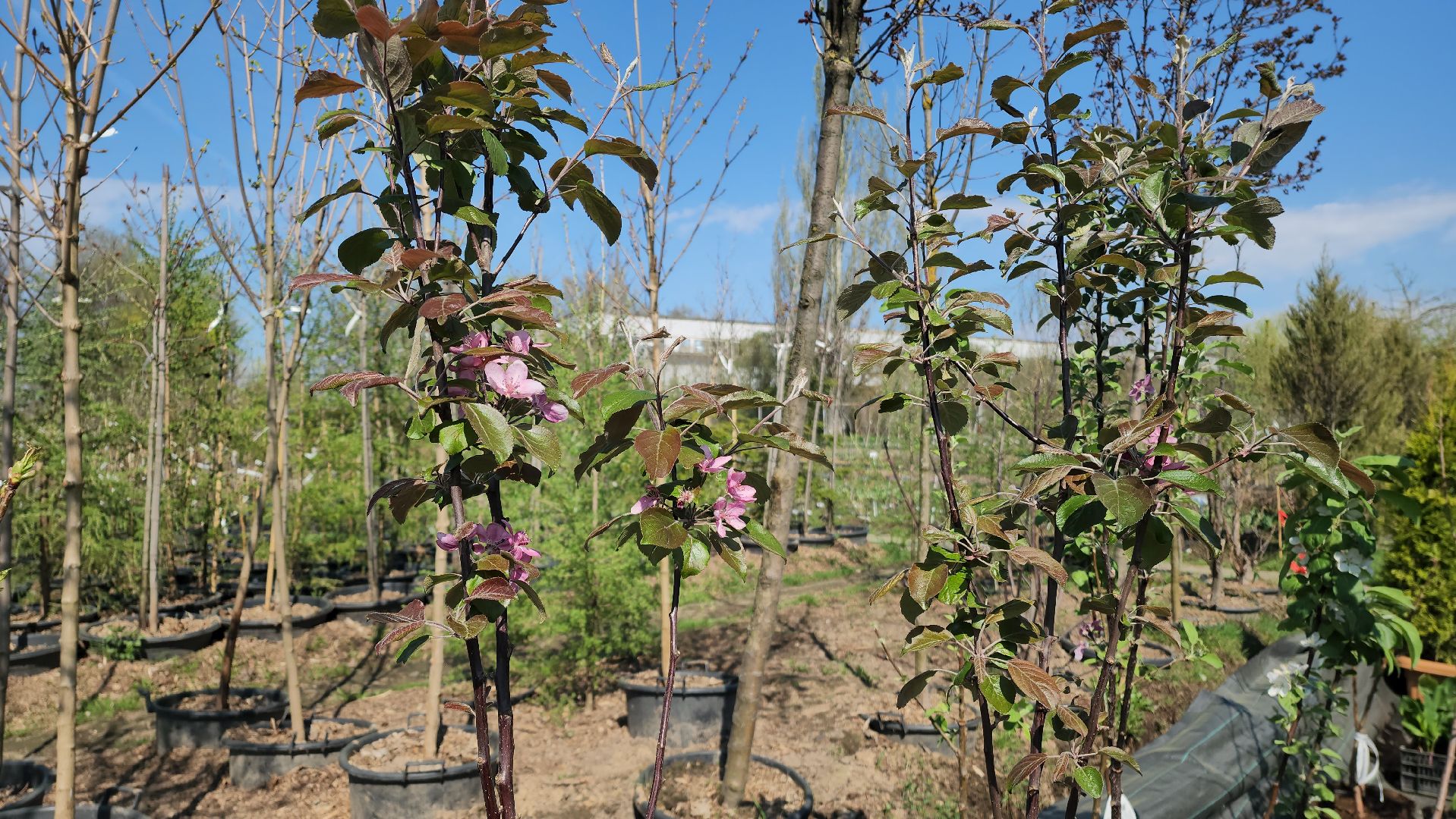 Дачный сезон, Рассада, Лобня, питомник растений,