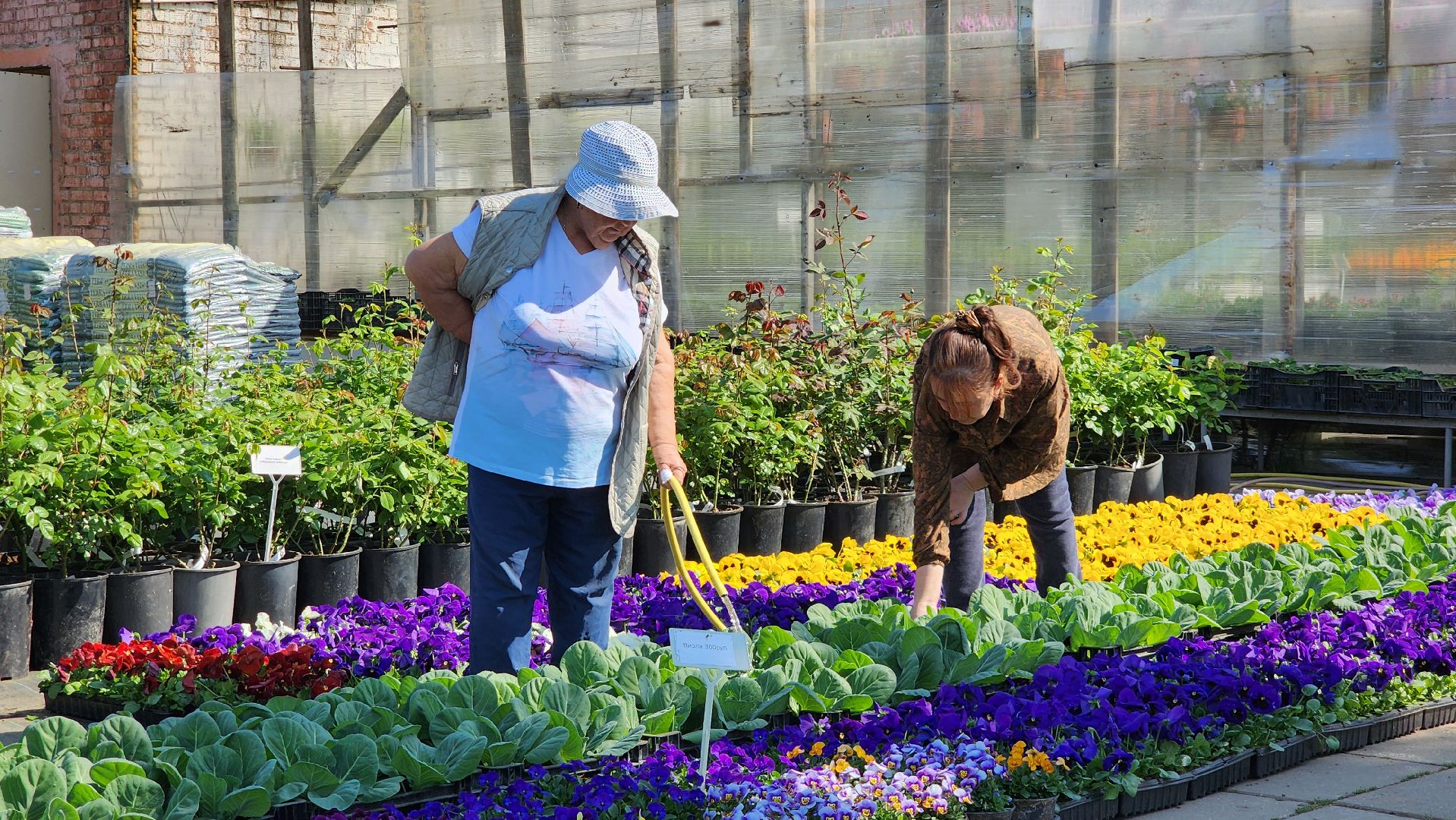 Дачный сезон, Рассада, Лобня, питомник растений,
