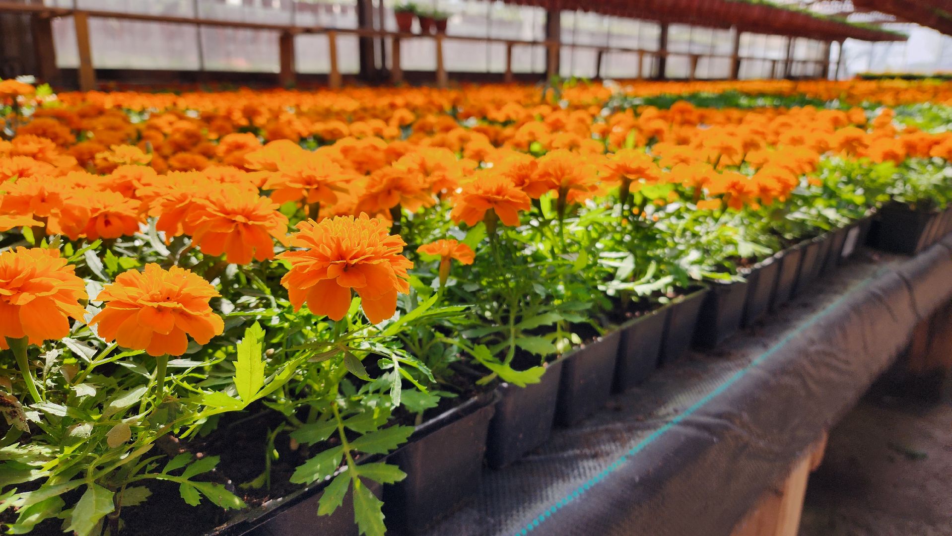 Дачный сезон, Рассада, Лобня, питомник растений,