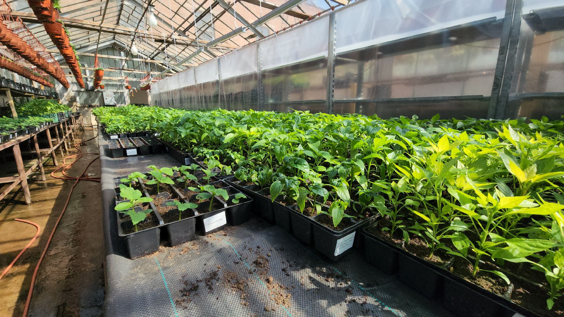 Дачный сезон, Рассада, Лобня, питомник растений,