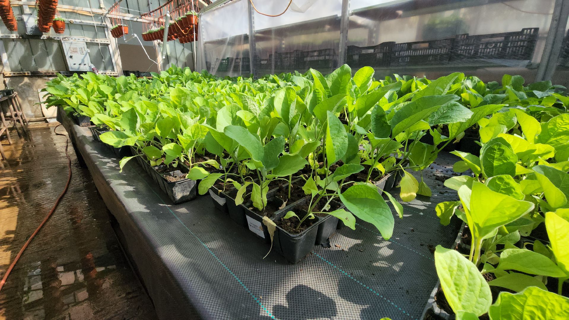 Дачный сезон, Рассада, Лобня, питомник растений,