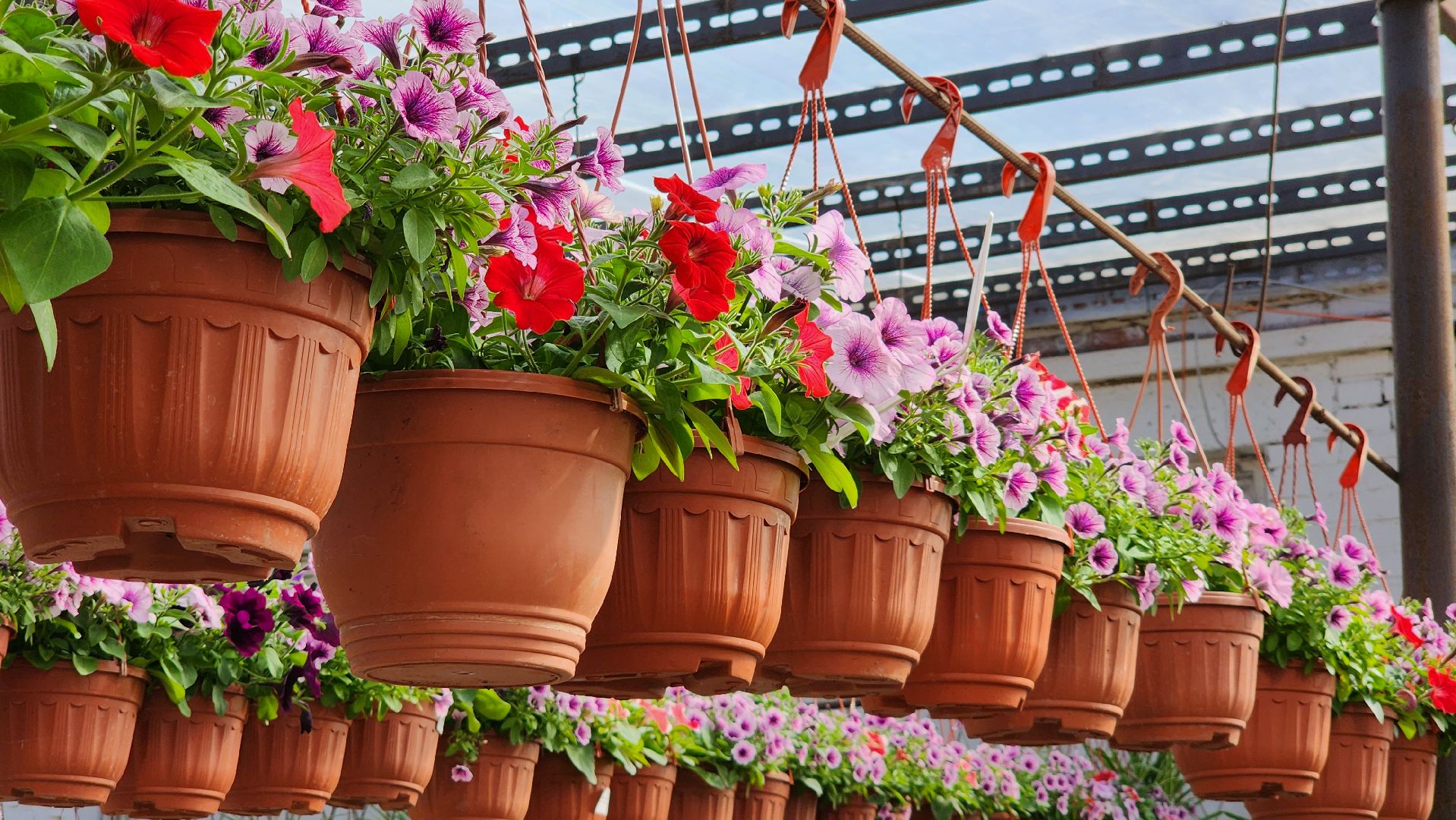 Дачный сезон, Рассада, Лобня, питомник растений,