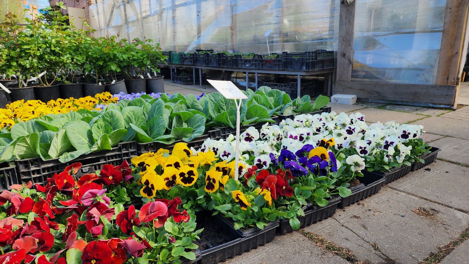 Дачный сезон, Рассада, Лобня, питомник растений,