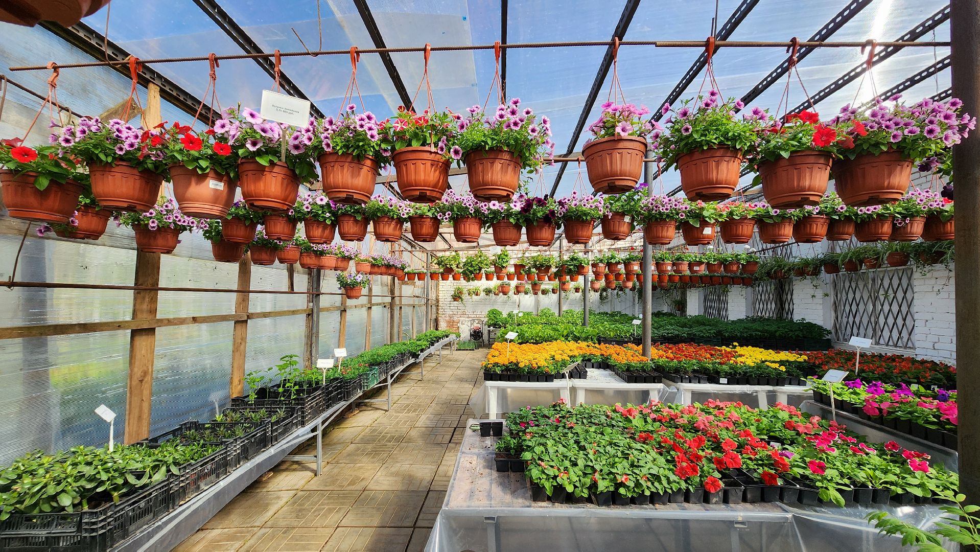 Дачный сезон, Рассада, Лобня, питомник растений,