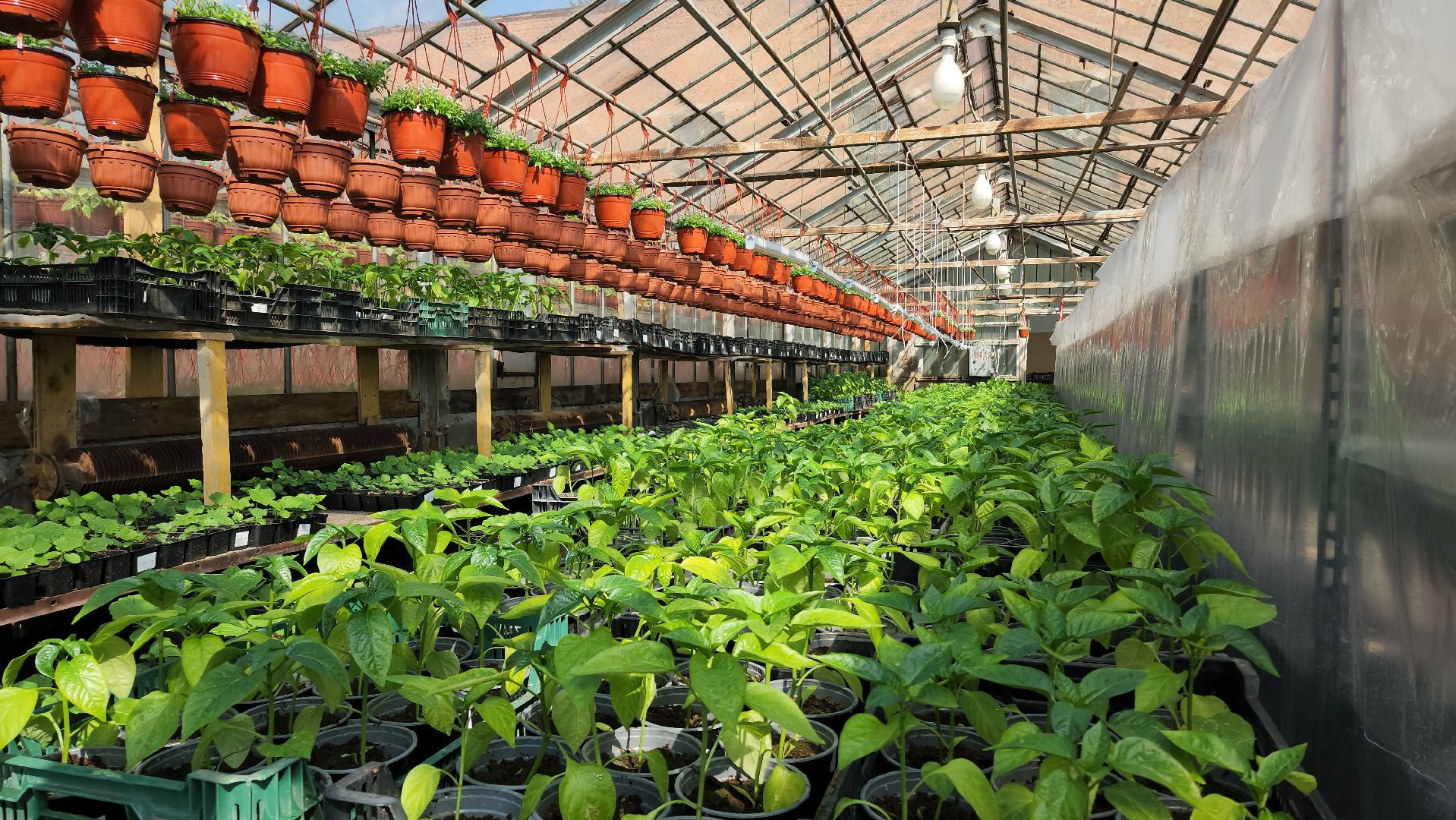 Дачный сезон, Рассада, Лобня, питомник растений,