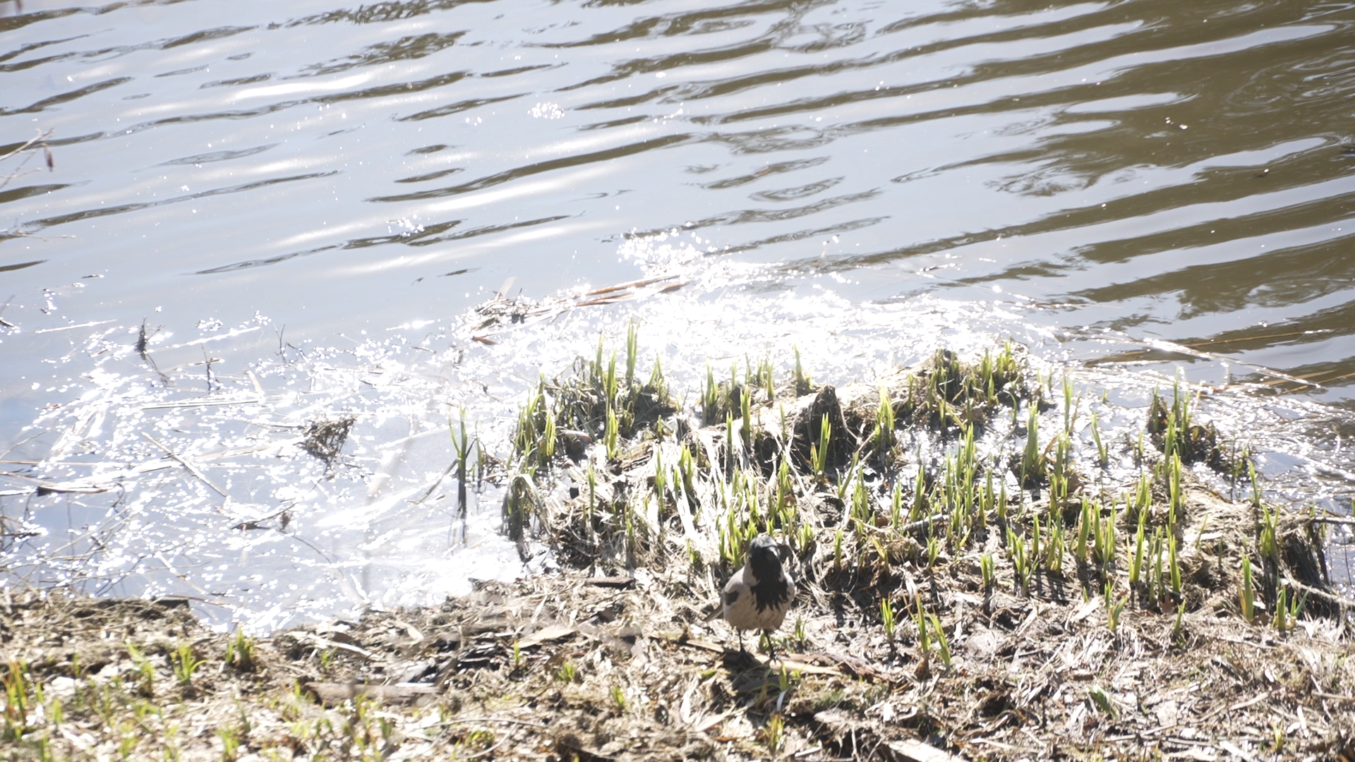 чистый берег, власиха озеро, среднее озеро власиха, уборка территории,