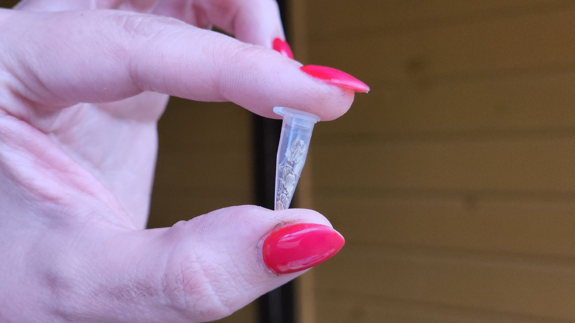 ступино, гигантские овощи, садоводство,хобби,