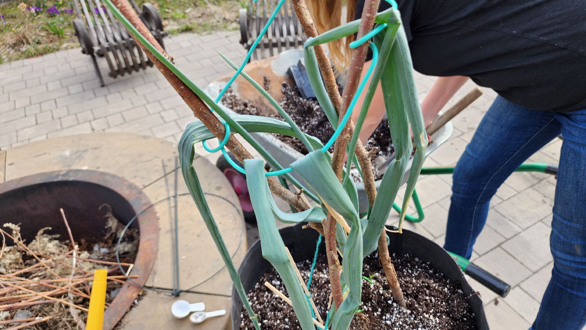 ступино, гигантские овощи, садоводство,хобби,